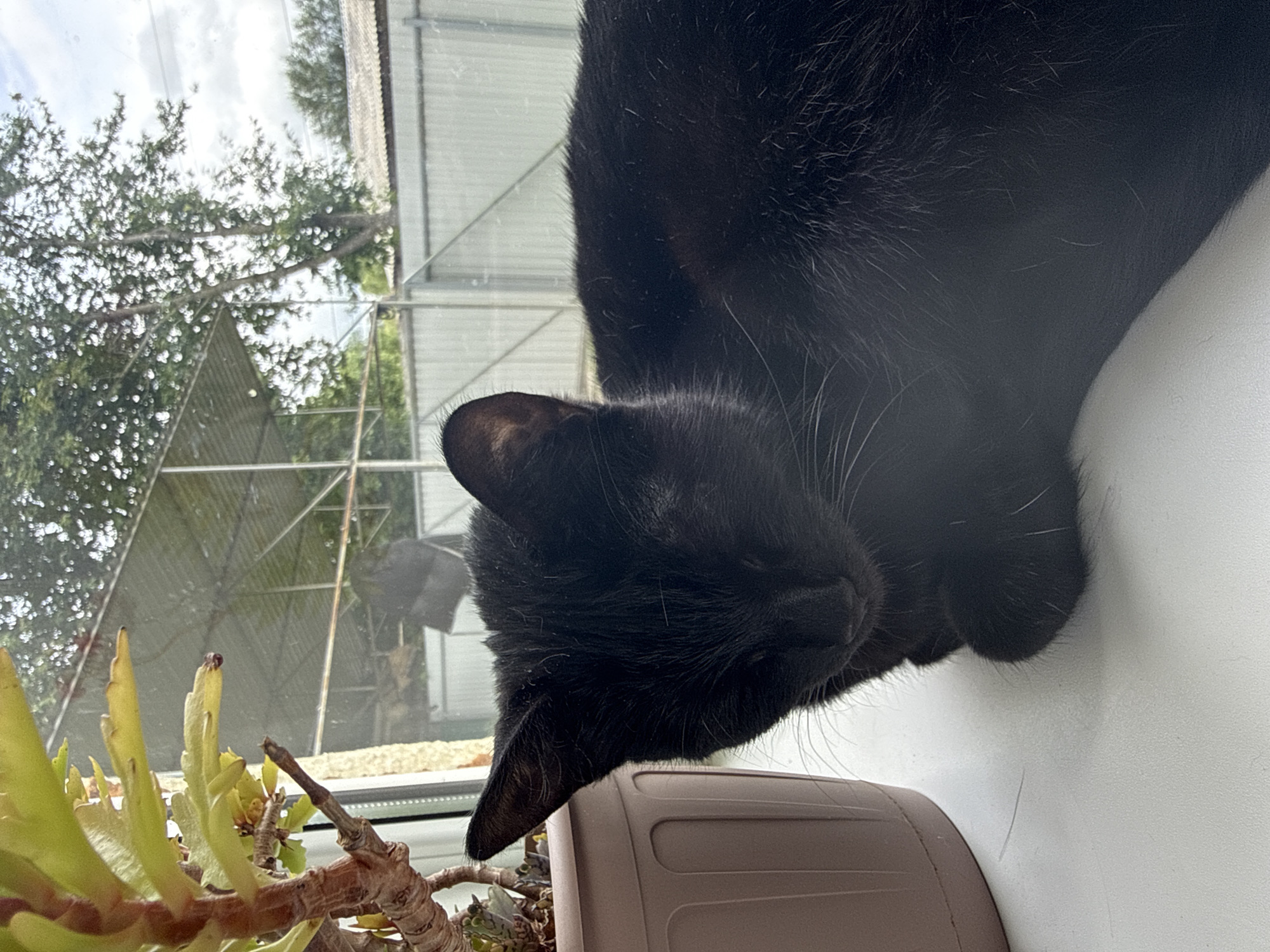 A black cat is resting on a windowsill. The cat is in the foreground, with its head tilted down and eyes closed. A potted plant is to the left of the cat. In the background, a fence and trees are visible. The scene appears to be an outdoor setting.