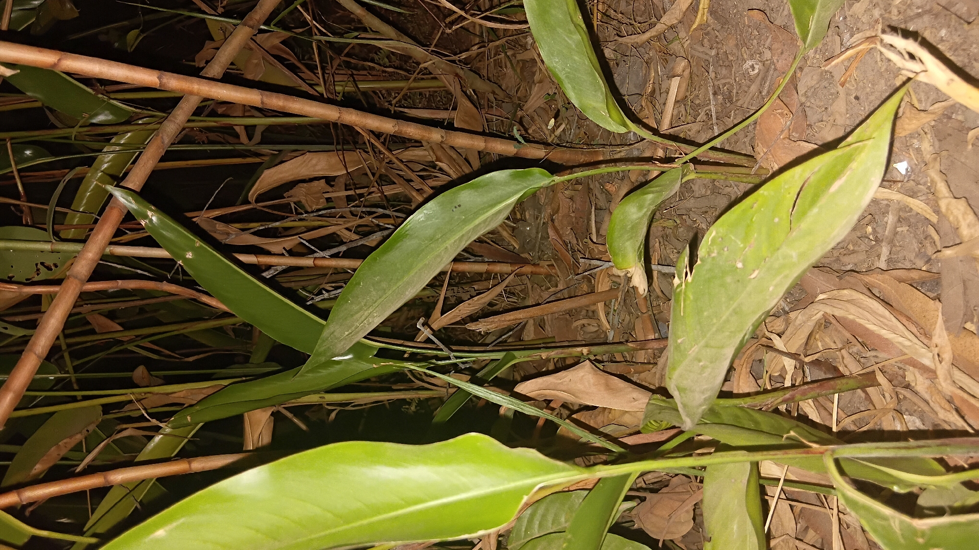 The image depicts a close-up view of lush green foliage with several tall, thin, brown stalks rising vertically in the background. The leaves are broad and elongated, with some appearing glossy and others slightly dull. The ground is covered with dry, brown leaves and soil. The lighting suggests it is either dusk or nighttime, as the background is dimly lit and darker. The scene is consistent with a natural environment, possibly a garden or a wooded area, with no visible human presence or activity. The location is identified as Prabumulih, Indonesia.
