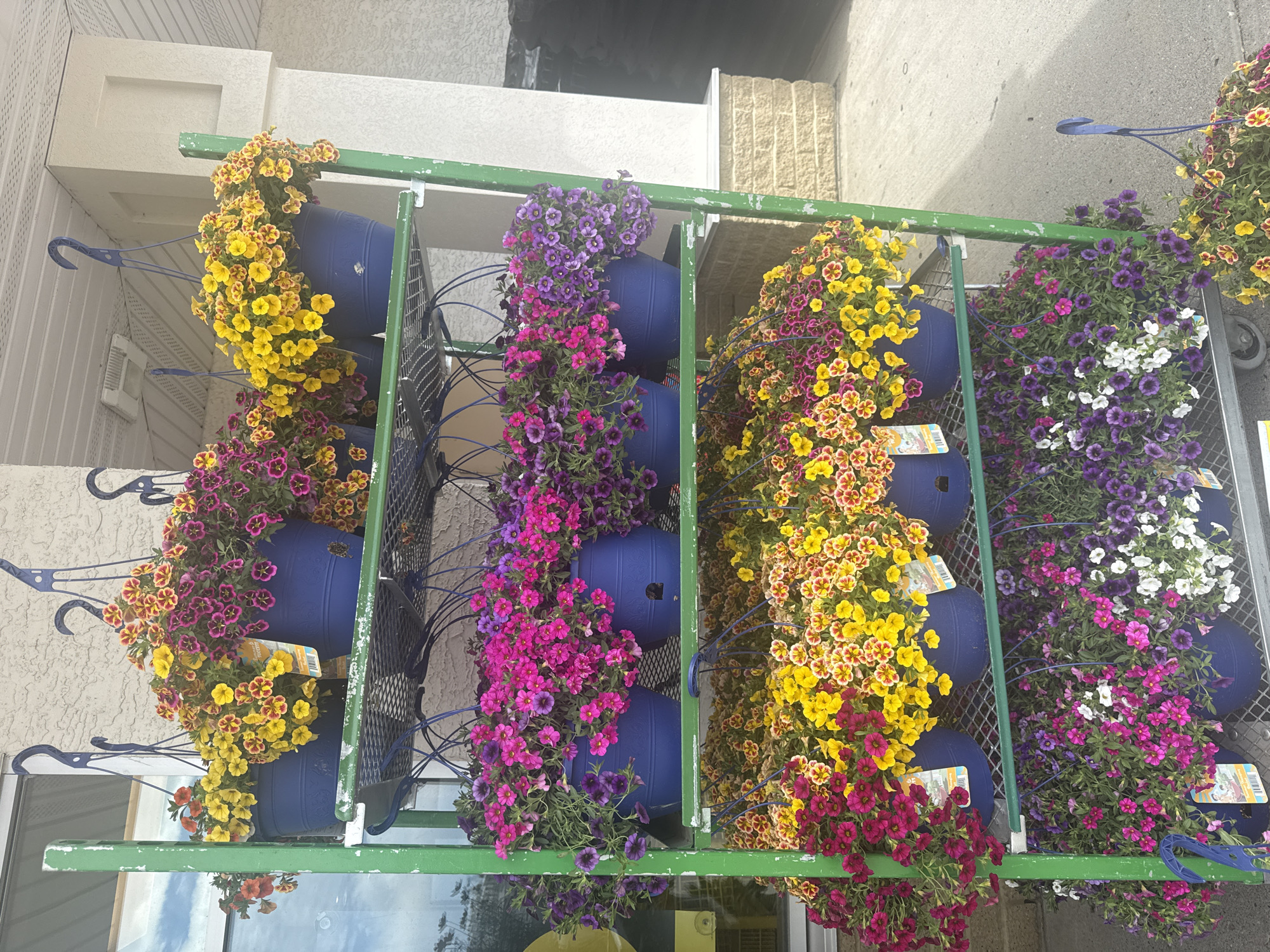 The image shows a retail display of flowering plants, likely at a garden center or hardware store. There are multiple shelves stacked with blue pots containing hanging baskets of colorful flowers. The flowers are predominantly in shades of pink, purple, yellow, and red, with some bicolored varieties. The display rack is green metal. The background suggests an outdoor setting with a building and sidewalk, consistent with a commercial area. The lighting indicates it is daytime. There are no people visible in the image. The style of the building and the presence of this type of retail display are common in Calgary, Alberta, Canada.