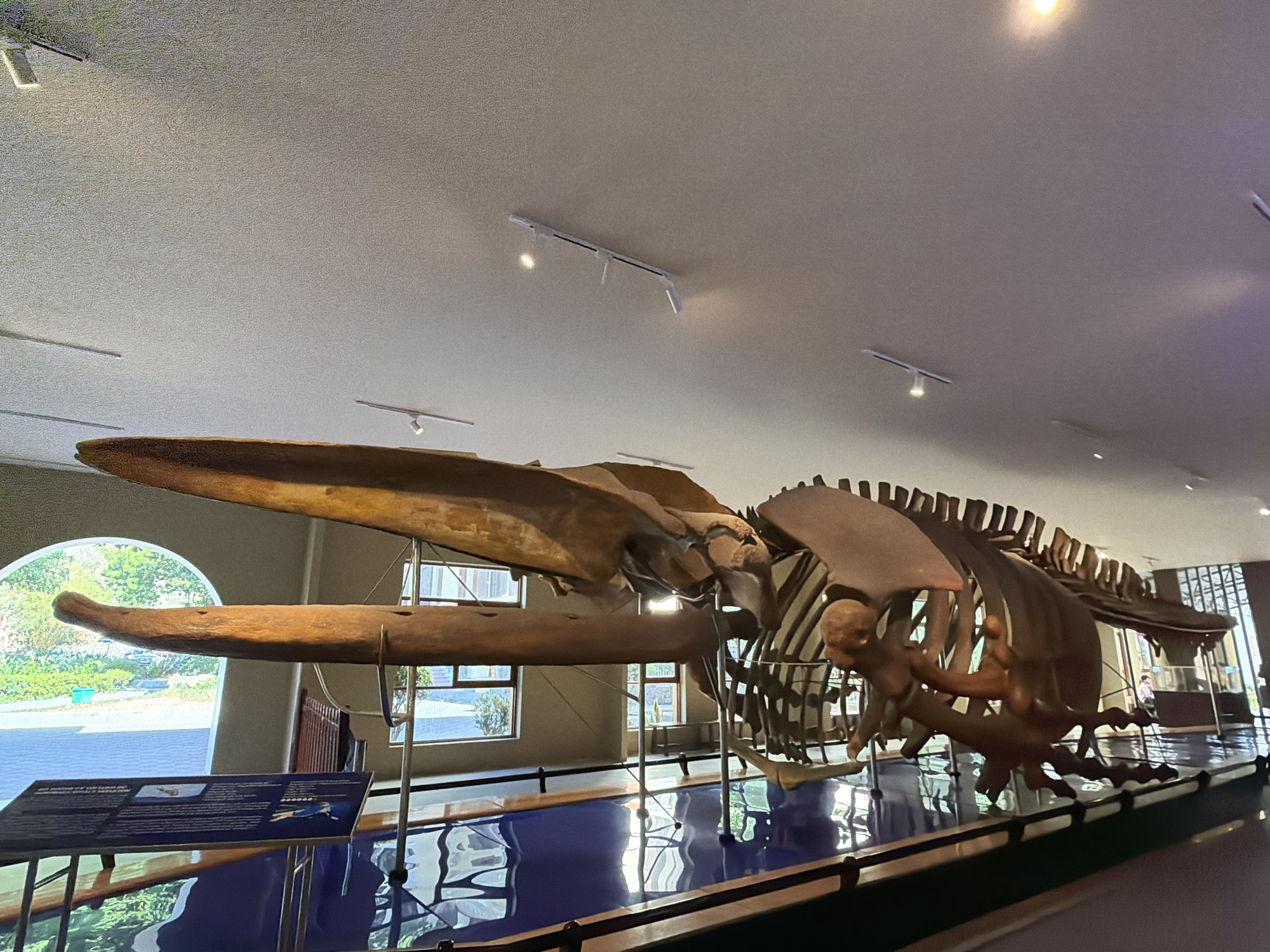 The image shows a large whale skeleton displayed indoors, likely in a museum. The skeleton is mounted on a metal frame and illuminated by track lighting on the ceiling. The whale's jawbone is prominently visible in the foreground, extending towards the left. The ribbed structure of the whale's body is also visible, with individual ribs arching upwards. The floor beneath the skeleton is a reflective blue surface, creating a mirror image of the exhibit. In the background, there are windows looking out onto a green, leafy exterior, and further in the distance, other museum exhibits and a person can be seen. The overall setting appears to be a public exhibition space. The location is the Oceanographic Museum of Vietnam in Nha Trang, Vietnam, which houses a vast collection of marine specimens.