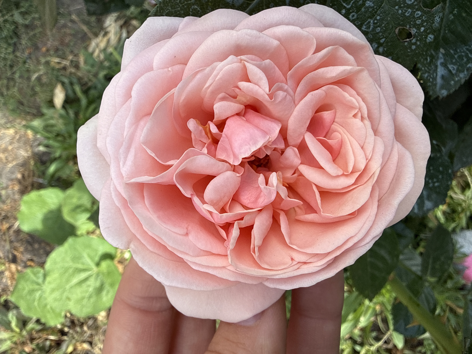 A close-up, top-down view captures a fully bloomed, pale pink rose, held gently by a human hand. The rose's petals are tightly packed and ruffled, with a slightly darker pink hue towards the center. The background consists of blurred green foliage and brown soil. A small, pink flower and a dark green, thorny stem are visible at the bottom of the frame. The image is set outdoors in Fominka, Russia.