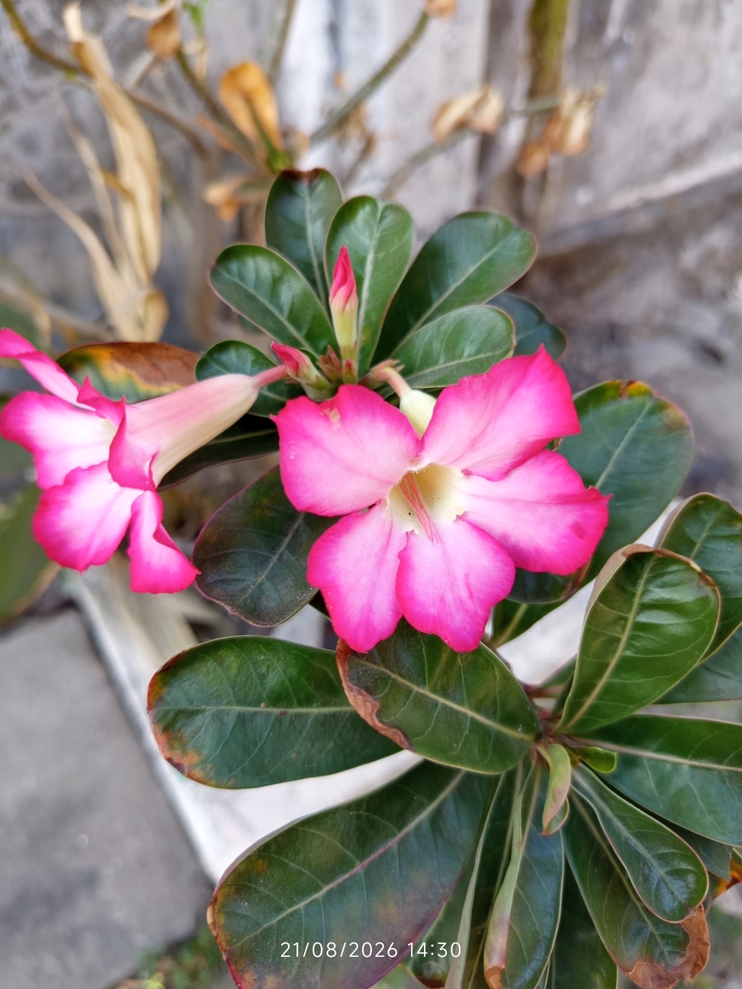 A close-up shot shows a pink Adenium flower with five petals and a yellow center. The flower is in focus, with green leaves and dry, brown branches in the background. The image also shows a timestamp at the bottom right corner: "21/08/2026 14:30". The scene appears to be outdoors, possibly in a garden in Canggu, Indonesia. There are no people or animals visible in the image.
