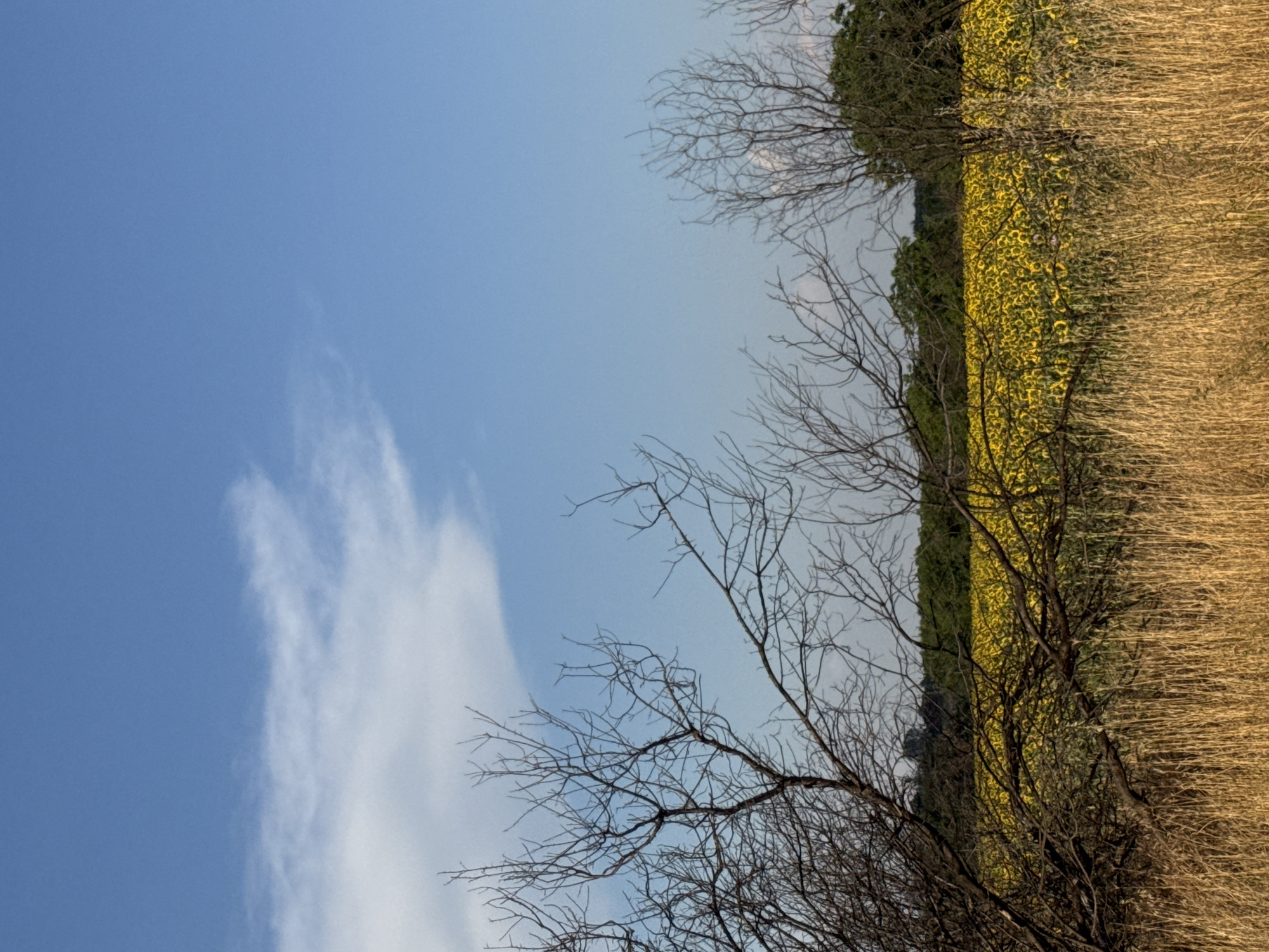 This is a landscape photograph taken outdoors, likely in the countryside, possibly in Gelemenovo, Bulgaria. The image is oriented vertically, with the sky occupying the left half and a field and trees filling the right half. The sky is a clear, bright blue with a wispy white cloud stretching across it, suggesting it's daytime with fair weather.
The right side of the image features a dense field of bright yellow sunflowers, bordered by a line of dark green trees. To the right of the sunflowers, dry, golden grass or reeds stand tall, creating a textural contrast. Bare, gnarled branches of a tree are prominent in the foreground, obscuring parts of the scene and adding a stark, almost skeletal element to the composition. These branches suggest either the end of autumn or the dormancy of winter.
There are no people or identifiable objects besides the natural elements of sky, clouds, trees, sunflowers, and dry grass. The overall mood is serene and natural, with a hint of the starkness of nature's cycles due to the bare branches. No text is visible in the image.