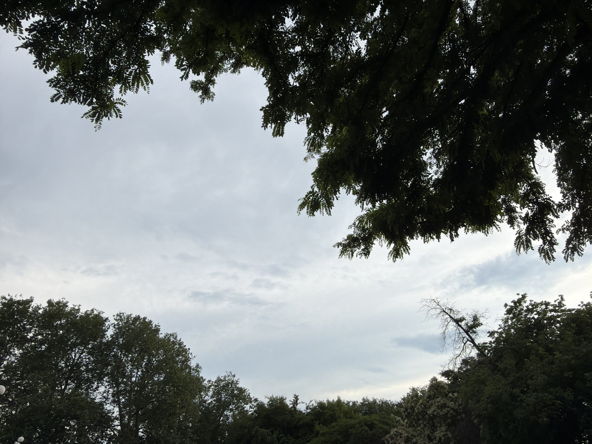 This media file captures a low-angle view of trees against a cloudy sky, suggesting an outdoor scene, possibly a park or natural area. The foliage of dense, leafy trees frames the upper and lower portions of the image, with branches and leaves silhouetted against the pale sky. The sky itself is overcast with diffused light, indicating a cloudy or possibly approaching evening.
In the mid-ground and towards the right, a bare, gnarled tree trunk with outstretched branches contrasts sharply with the surrounding greenery. This dead or dormant tree adds a touch of starkness to the otherwise lush environment. The bottom of the frame shows the tops of more trees, some appearing to be deciduous and others possibly evergreen, creating a layered effect of vegetation.
The overall mood is serene and somewhat subdued, characteristic of a cloudy day. There are no visible people, objects, or text in the image. The context provided suggests this scene is located in Pazardzhik, Bulgaria. The time of day is indeterminate due to the overcast conditions but the quality of light does not suggest midday.