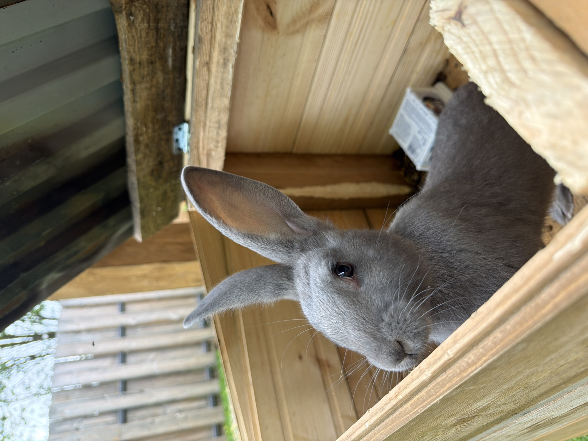 A grey rabbit is seen peeking out of a wooden structure, likely a hutch or shelter. The rabbit's head is tilted slightly, with its large ears prominent, and it looks directly towards the camera with its dark eye. Its grey fur is uniform, and white whiskers extend from its snout.
The wooden structure appears to be made of light-colored planks and beams, some showing natural wood grain and knots. A metal hinge is visible on one of the wooden elements. In the background inside the hutch, behind the rabbit's body, there is a small white container or package with some illegible text on it.
Outside the wooden enclosure, through a gap, a blurred background reveals a slatted wooden fence or similar structure and hints of green foliage, suggesting an outdoor or semi-outdoor setting. The image is taken from a low angle, looking upwards into the enclosure. The natural light indicates it is daytime. The overall scene conveys a sense of the rabbit being curious or simply observing its surroundings from within its shelter. The location context provided is Vozhoiskii, Russia.