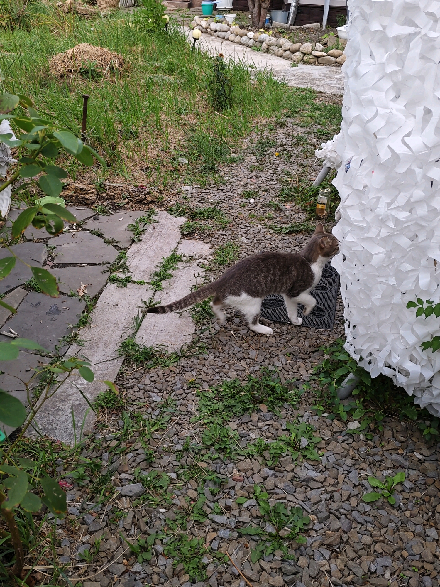 An adult domestic cat, primarily grey and white with a striped tail, is walking on a gravel path next to a large, white, textured object which appears to be a decorative screen or privacy barrier. The cat is positioned mid-stride, with its left hind leg extended. To the left of the path is a paved area made of irregular grey and tan stones, with some patches of grass growing between them. Behind the cat, the ground is covered in a mixture of grass, dry vegetation, and loose stones. In the background, a stone wall and a building can be seen, suggesting an outdoor residential or garden setting. The overall impression is a casual outdoor scene in a suburban or garden environment.