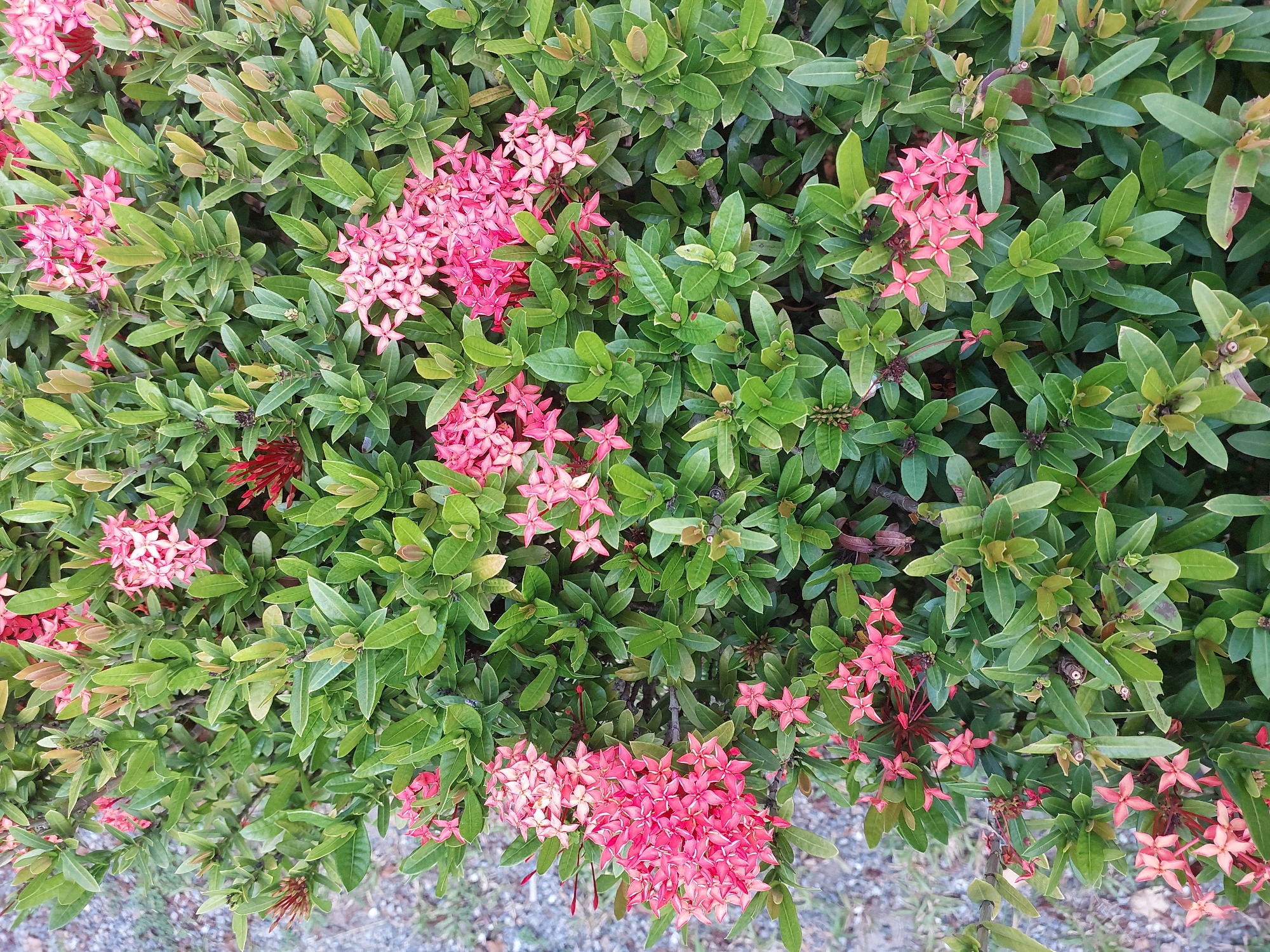 A dense, verdant bush of Ixora flowers, predominantly in shades of vibrant pink and red, fills the frame. The Ixora blooms, clustered in small, star-shaped formations, are interspersed with glossy, deep green leaves. The bush appears to be an outdoor planting, with a blurred backdrop of grey gravel suggesting a pathway or garden area in Baan Mae Nam, Thailand. No people or animals are visible in the image. The lighting suggests it is daytime, with natural light illuminating the flowers and foliage. The scene is static, capturing the natural state of the plant.