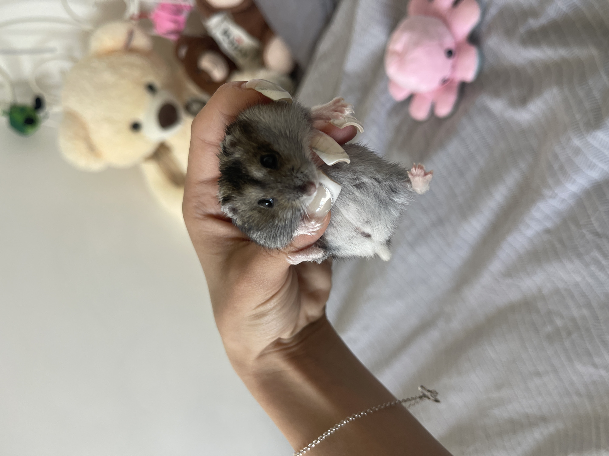 A person's hand holds a small hamster, adorned with a white ribbon around its neck. The hamster is gray and white with dark eyes and a tiny pink nose. In the background, a light-colored teddy bear sits on a shelf, accompanied by several plush toys. A pink octopus toy is visible on a white, creased surface, possibly a bed. The overall scene suggests a domestic indoor environment. The image does not provide any information about the location in Totleben, Bulgaria.