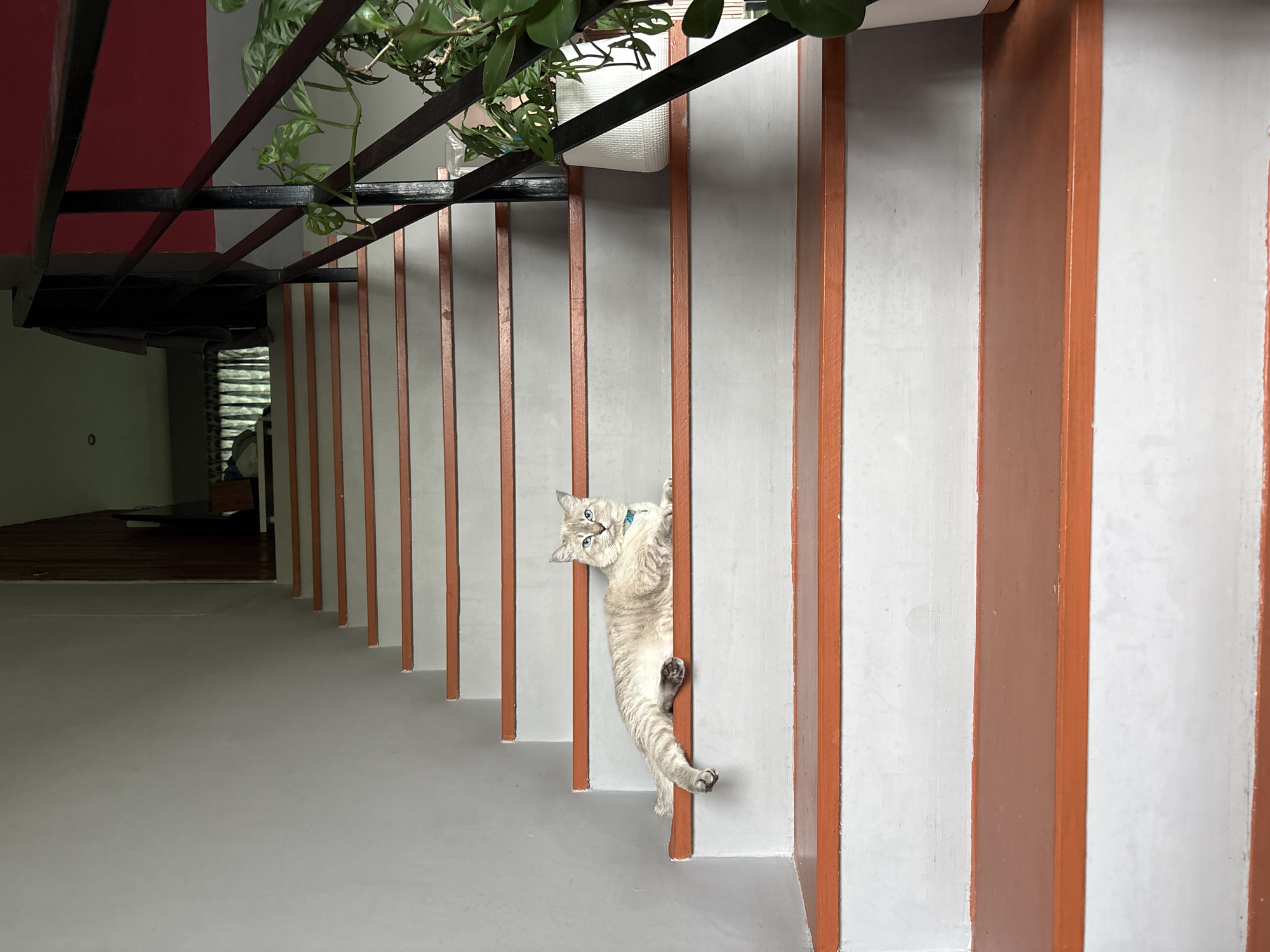 In a residential interior in Choeng Thale, Thailand, a light-colored cat with blue eyes and a light blue collar lies on a staircase. The staircase has light gray risers and orange treads. The cat is positioned in the center of the frame, on one of the middle steps. To the right of the staircase, a black metal railing is visible, partially obscuring a white potted plant containing green foliage. The wall on the left side of the staircase is painted a light gray. The background of the image shows the continuation of the staircase, a wooden doorway, and a glimpse of a room with curtains.