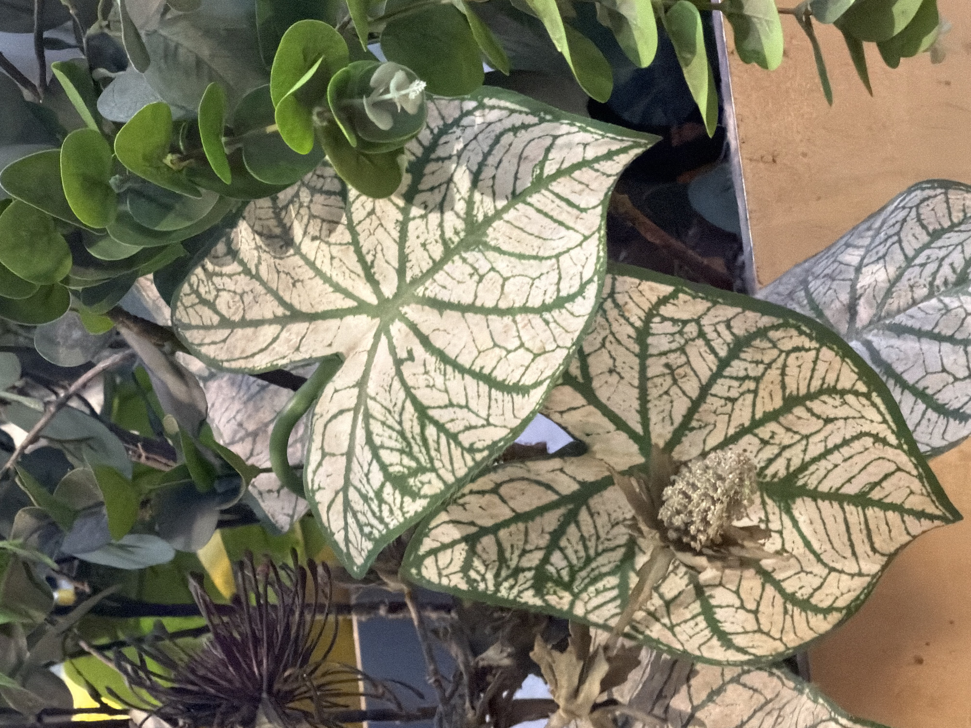This close-up image displays a vibrant artificial plant arrangement. The most prominent features are two large, heart-shaped leaves, resembling Caladium, with striking white or pale green centers and intricate dark green veins forming a distinct network across their surfaces. One of these leaves, positioned in the foreground, has a small, textured, light-colored cluster, possibly a faux flower or seed pod, at its center.
Above and behind these patterned leaves are stems adorned with numerous smaller, rounded, light green leaves, suggestive of eucalyptus foliage. A tiny white element, possibly a miniature flower or bud, is visible amidst these round leaves in the upper left section. In the lower-left corner, a dark, spiky, dried plant component is partially visible. The background is a mix of blurred dark areas and a light brown or tan surface, likely a wall or wooden panel, which appears in the upper and lower right portions of the frame. The arrangement suggests an indoor decorative setting. No human subjects, activities, or discernible text are present. The lighting is uniform, providing no specific time of day or weather indications.