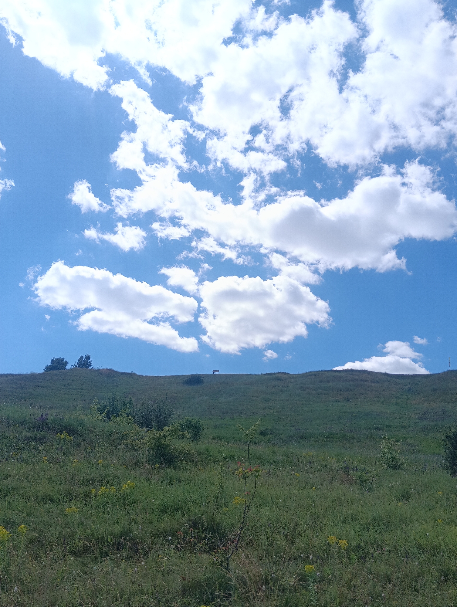 The image depicts a wide-angle view of a grassy hill under a bright blue sky filled with fluffy white clouds. The foreground is dominated by tall green grass and scattered yellow wildflowers. A gentle slope leads up to the crest of the hill, where a few trees are visible on the left. On the right side of the hill's crest, a solitary bench is positioned, offering a vantage point to observe the landscape. The overall scene conveys a peaceful and natural setting.