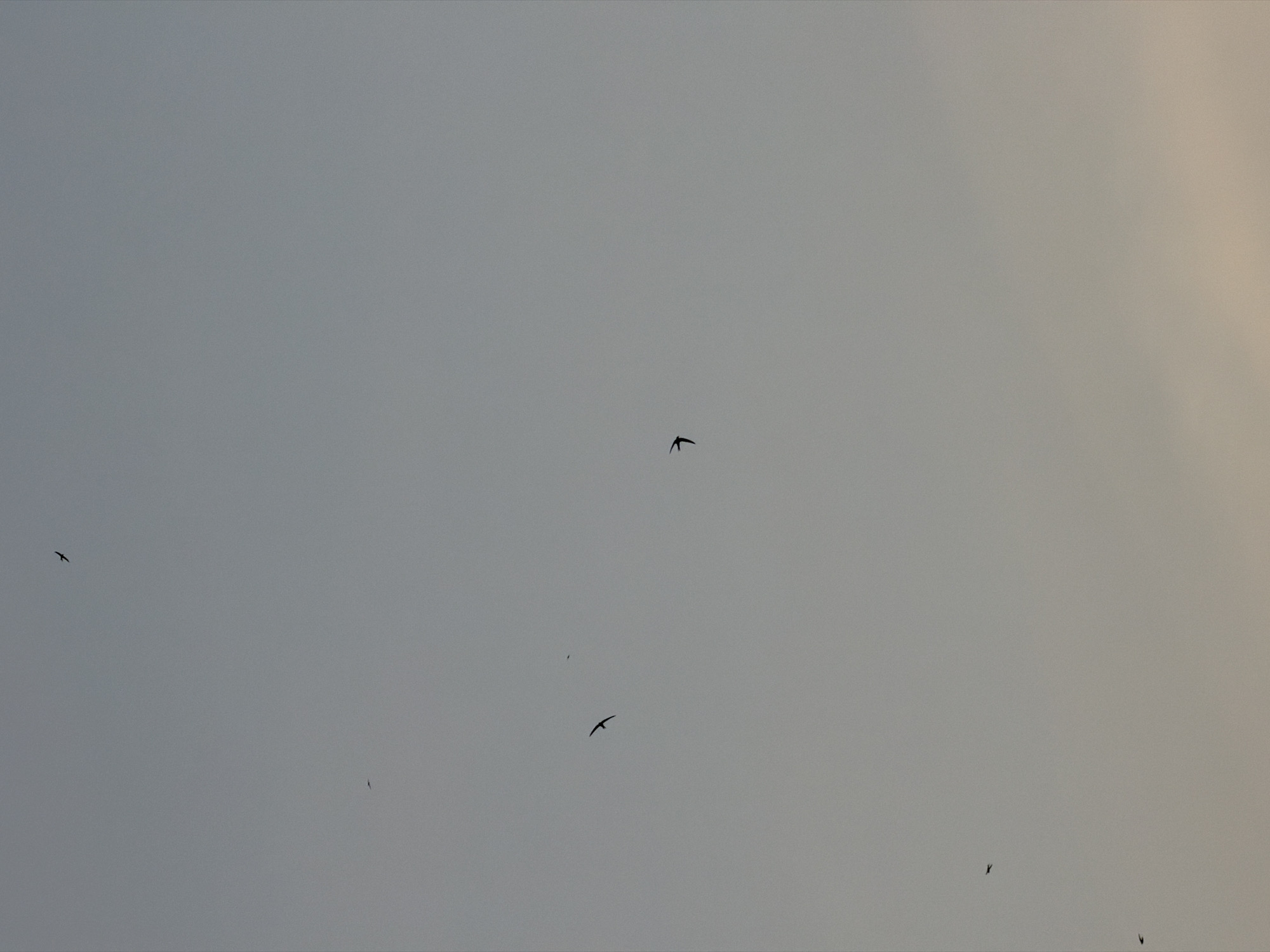 A vertical, low-angle photograph captures a hazy, overcast sky above Yakutsk, Russia. Silhouetted against the muted gray and pale yellow expanse are five small birds in flight. One bird is positioned in the upper right quadrant, another in the center left, and two are clustered in the lower left. A fifth bird is visible in the center right. The birds are distant and appear as dark specks against the atmospheric sky. There are no discernible human subjects or man-made objects visible in the frame. The overall impression is one of a serene, albeit slightly somber, natural moment.