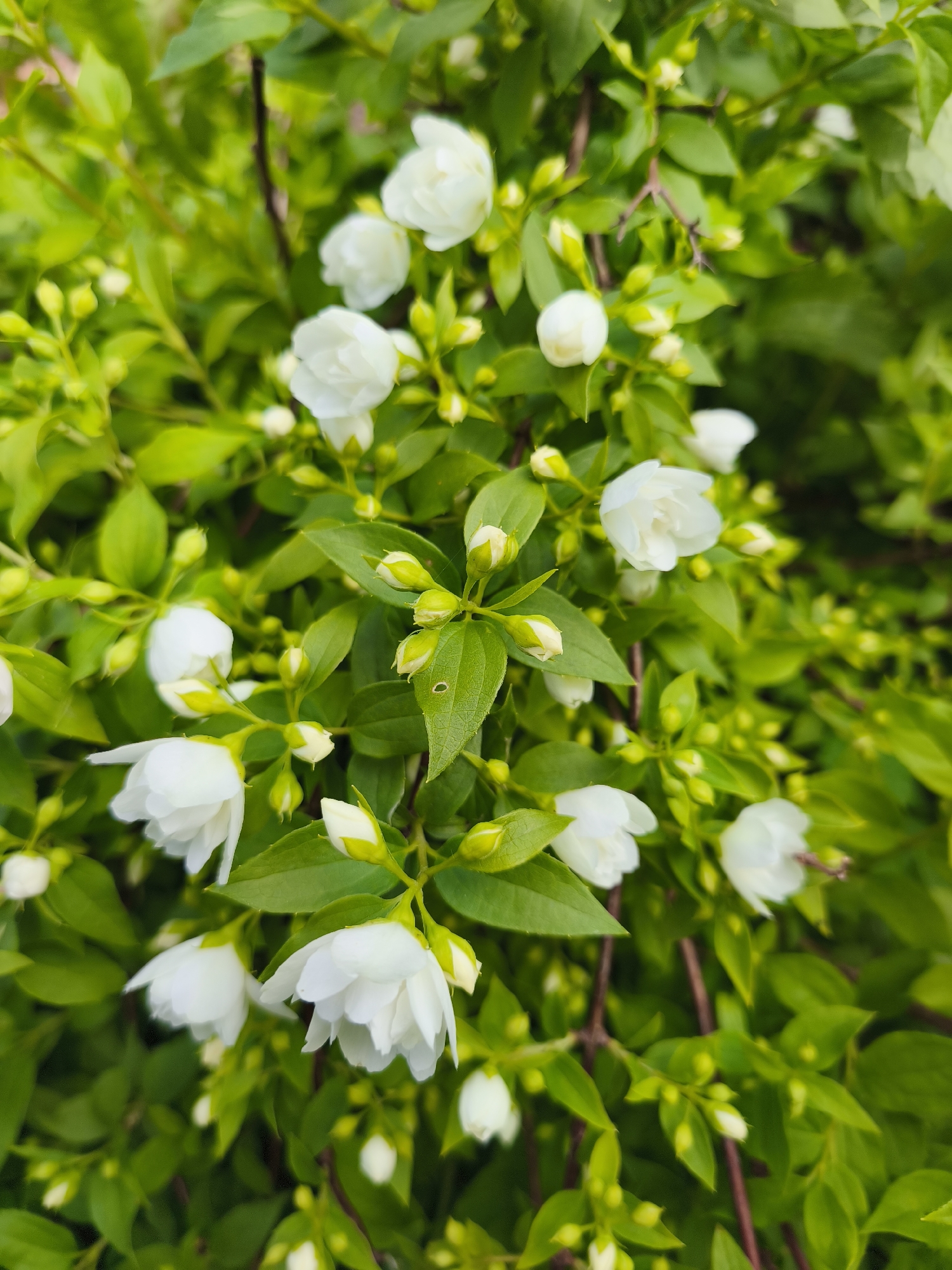 The image displays a close-up view of a flowering shrub, likely mock orange or jasmine, characterized by numerous small, white, multi-petaled blossoms and bright green foliage. The flowers are clustered on branches, with many buds also visible. The lighting suggests an outdoor setting, possibly in daylight. There are no people or animals present in the image. The background is a soft blur of green leaves and darker branches, creating a shallow depth of field that emphasizes the flowers and leaves in the foreground. There is no specific indication of its location in the city of Puchezh, Russia, as the image contains only natural elements.