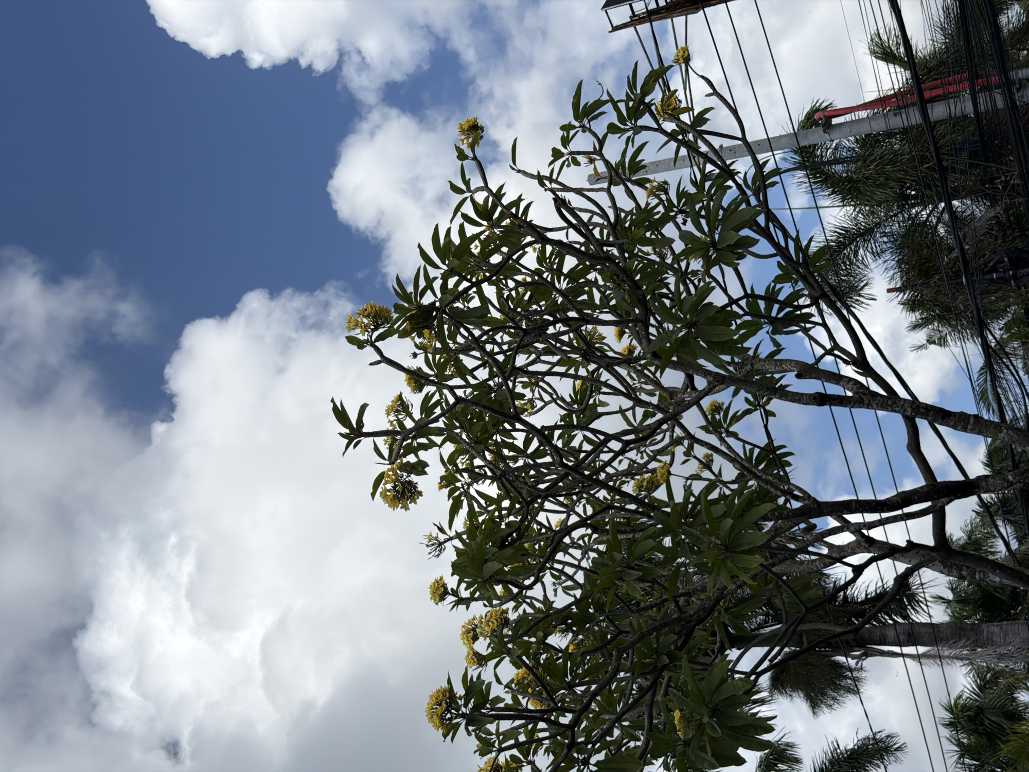 A low-angle, full-shot photograph captures a frangipani tree with yellow blossoms and dark green leaves against a bright blue sky dotted with fluffy white clouds. The tree's branches are bare and dark, with lush foliage concentrated at the tops of the branches. Several clusters of yellow flowers are visible, adding a splash of color. In the background, power lines and utility poles suggest an urban or semi-urban setting, possibly Kuta Selatan, Indonesia, where such vegetation and infrastructure are common. The overall impression is a bright, sunny day with a clear sky and visible cloud formations.