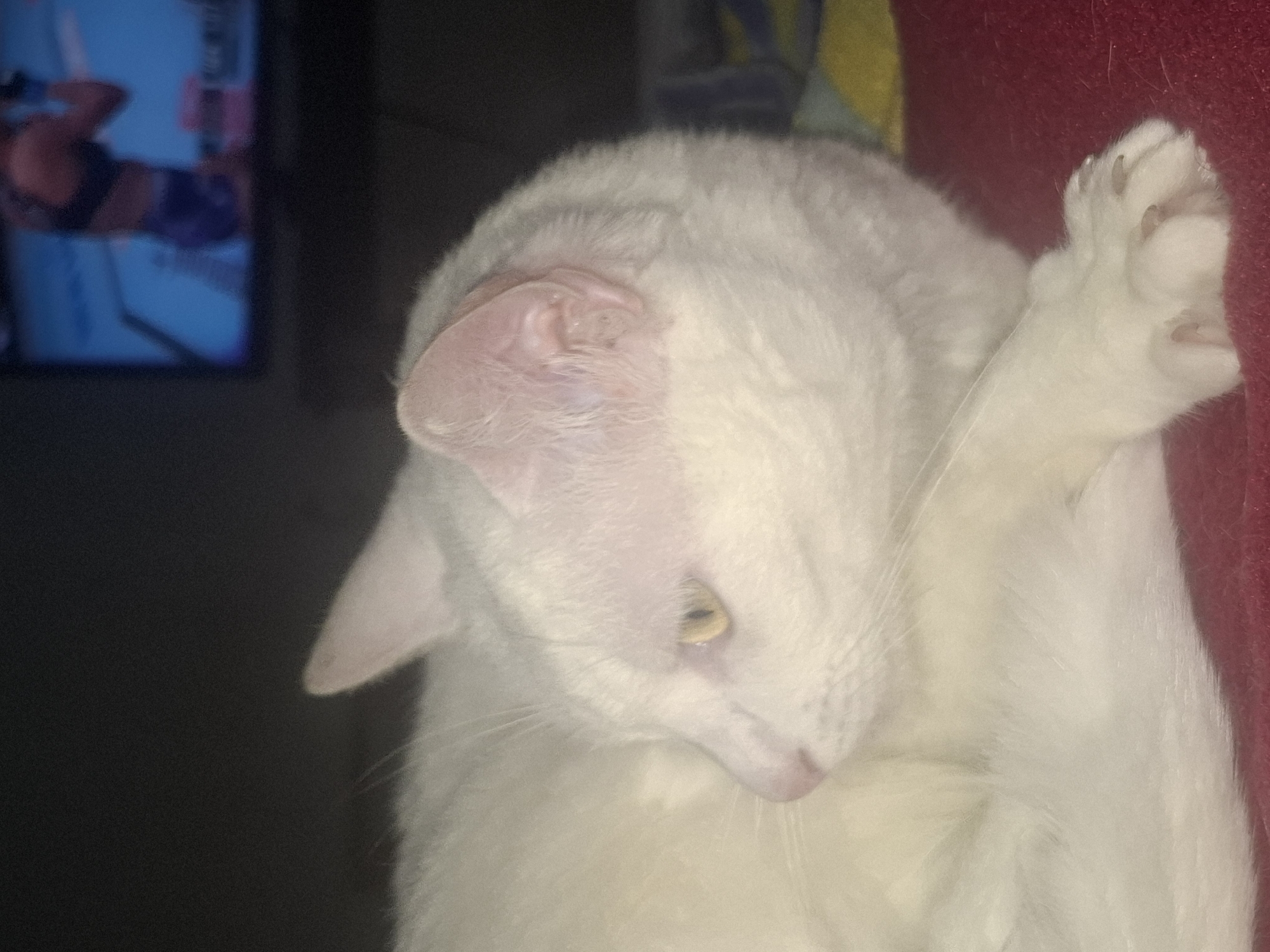 The image is a close-up, low-angle shot of a white cat lying down. The cat is mostly in focus, with its head turned to the left, revealing its yellow eye and pink nose. Its fur is predominantly white, with some subtle pink undertones, particularly around its ears. The cat's left paw is visible, resting on a red surface, with its claws slightly extended. In the background, out of focus, is a television screen displaying a scene that appears to be a fight or sporting event, with figures in athletic wear. The overall environment appears to be indoors, with a dark background. The image was taken in the city of Wilde, Argentina.