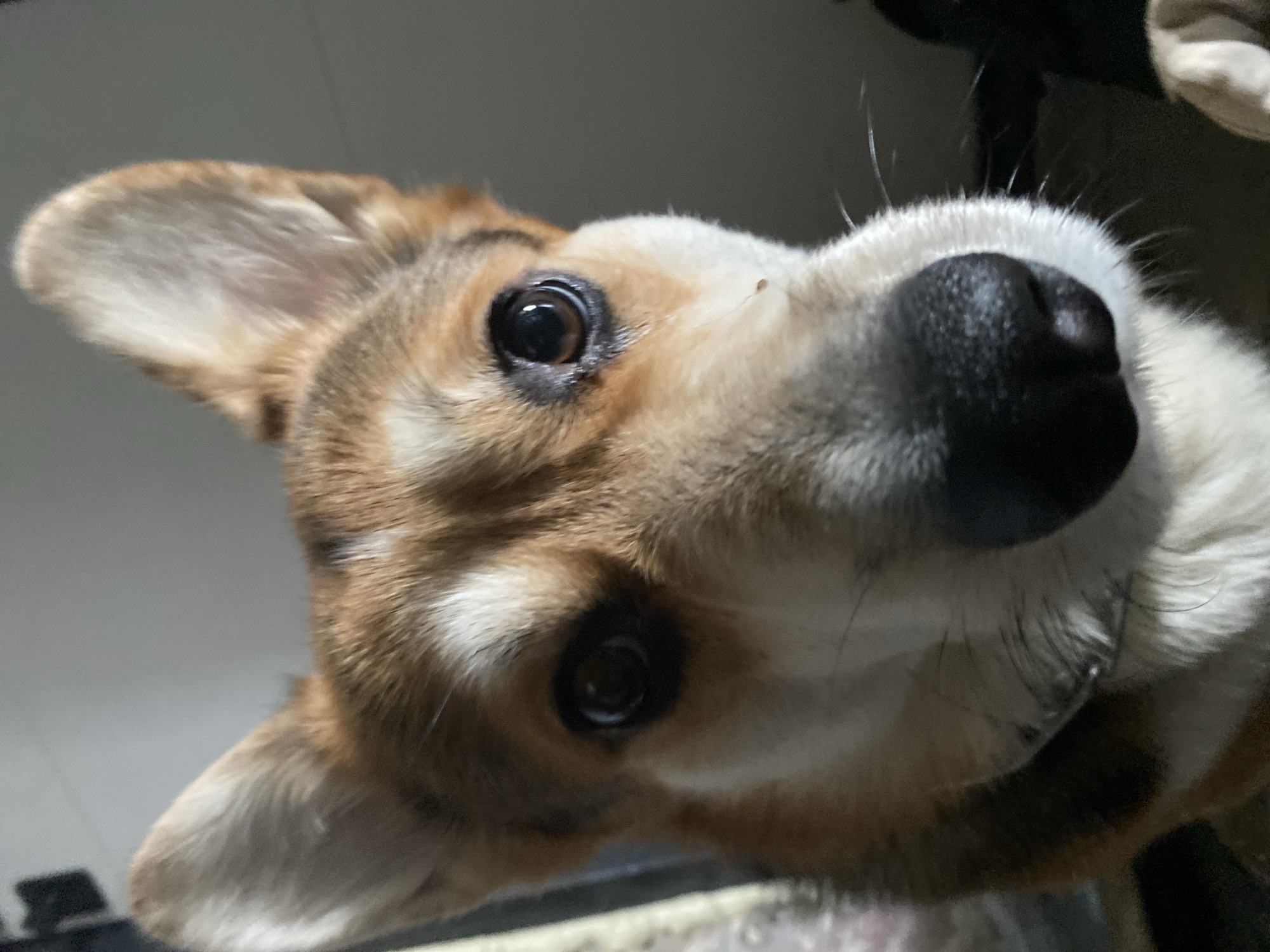 A close-up, angled view focuses on the head of a corgi-type dog. The dog has brown and white fur and a large, black nose. The dog's dark eyes are looking upward. The background is out of focus and does not provide any detail regarding location, including Izhevsk, Russia.