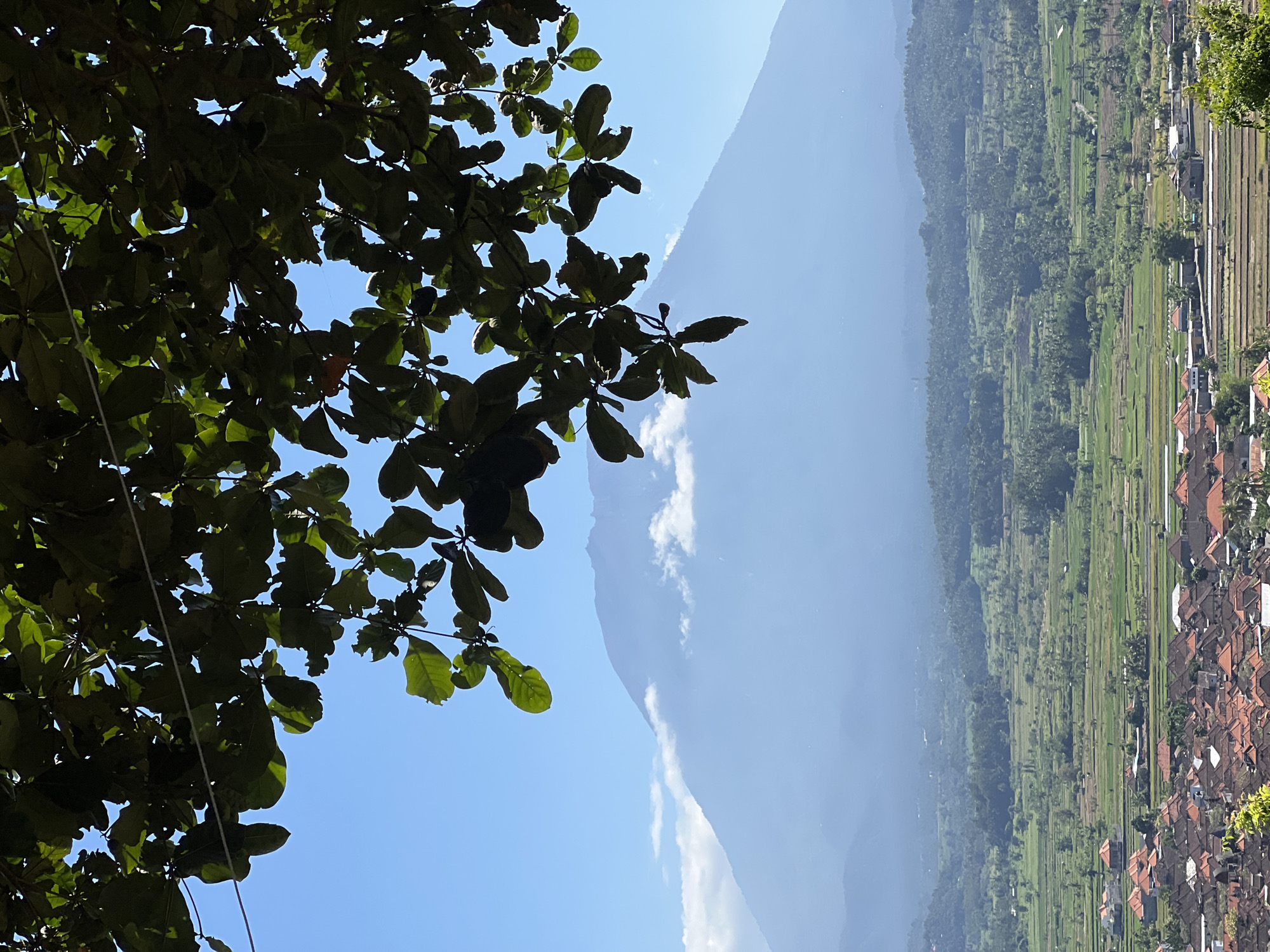 The image depicts a landscape scene, likely in Karangasem, Indonesia, viewed from a high vantage point. In the foreground, lush green foliage from a tree hangs over the frame, partially obscuring the view. The leaves are dark green, some with visible damage, and cast shadows. Beyond the foliage, a clear blue sky stretches across the upper portion of the image.
The mid-ground features a layered landscape dominated by mountains that fade into a hazy blue in the distance. Clouds are visible clinging to the slopes of the mountains.
The foreground of the landscape, on the right side of the image, reveals a village nestled amongst vibrant green rice terraces. The rice paddies are meticulously cultivated, showing distinct lines of growth. Traditional houses with reddish-brown tiled roofs are clustered together, creating a sense of community. The scene suggests a rural, agricultural setting.
The time of day appears to be daytime, given the bright sunlight casting shadows and illuminating the landscape. The weather seems clear and sunny, with a few scattered clouds. No people or specific activities are clearly discernible, but the scene conveys a sense of tranquility and natural beauty. There is no visible text in the image.
