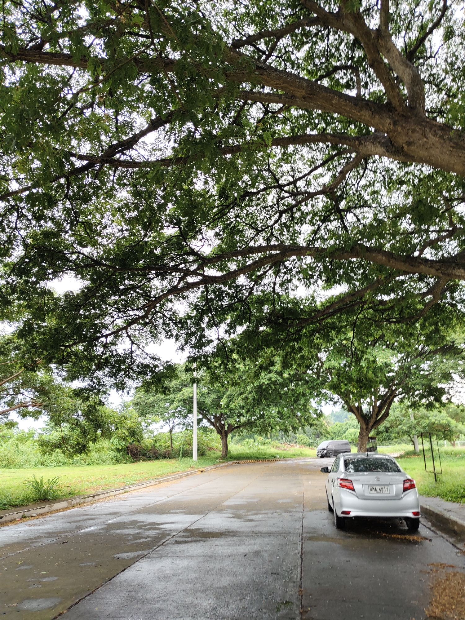 The image depicts a paved road with a silver sedan parked on the right side and a dark-colored van further up the road on the left. The road appears wet, suggesting recent rain. Lush green grass and trees line the sides of the road, with a dense canopy of leaves from a large tree dominating the upper portion of the frame. In the background, more trees and vegetation can be seen, with a light pole visible on the right. The overall scene suggests a tranquil, possibly residential or park-like area, consistent with locations in Davao City, Philippines, known for its abundant greenery.
