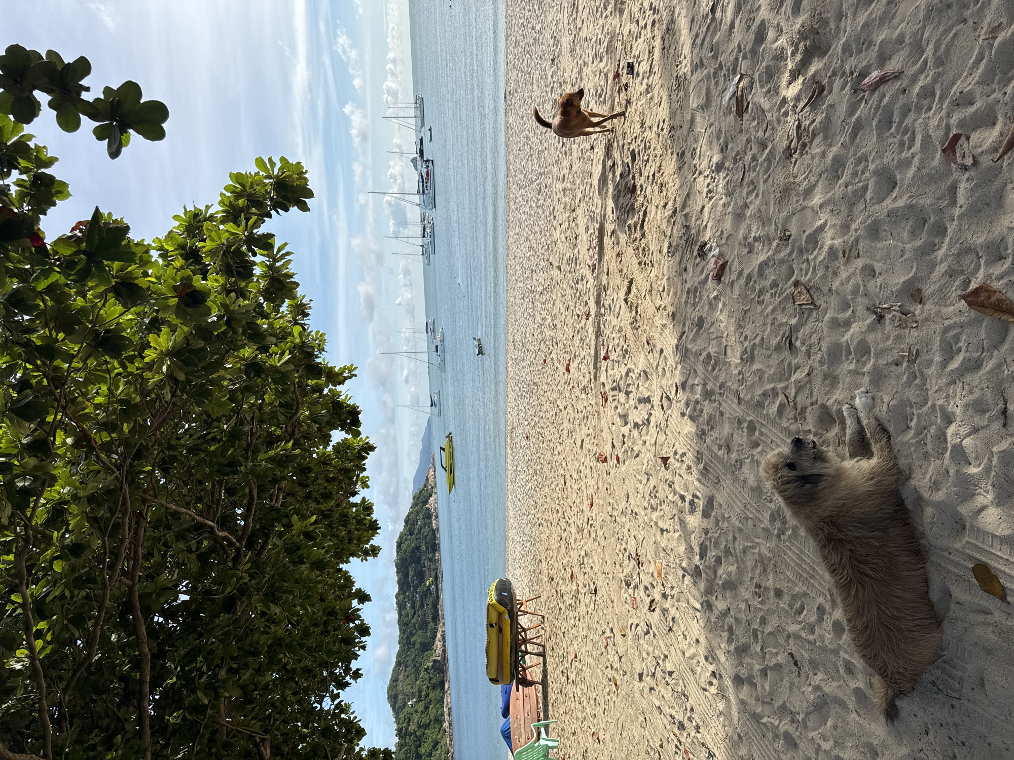 A long shot captures a serene beach scene under a leafy canopy. In the foreground, a shaggy, light brown dog rests on the sand, looking to the right. Further back, a slender, brown dog trots across the beach. The sand is textured with footprints and scattered dry leaves. On the left, a green chair sits next to a collection of colorful inflatable water toys and a yellow towable tube resting on a wooden stand. The middle ground features the calm, blue ocean dotted with numerous sailboats of varying sizes. A bright yellow motorboat is visible in the water closer to shore. In the background, lush green, tree-covered hills form the coastline. The sky above is a pale blue, with scattered white clouds. The overall scene conveys a tranquil beach atmosphere.