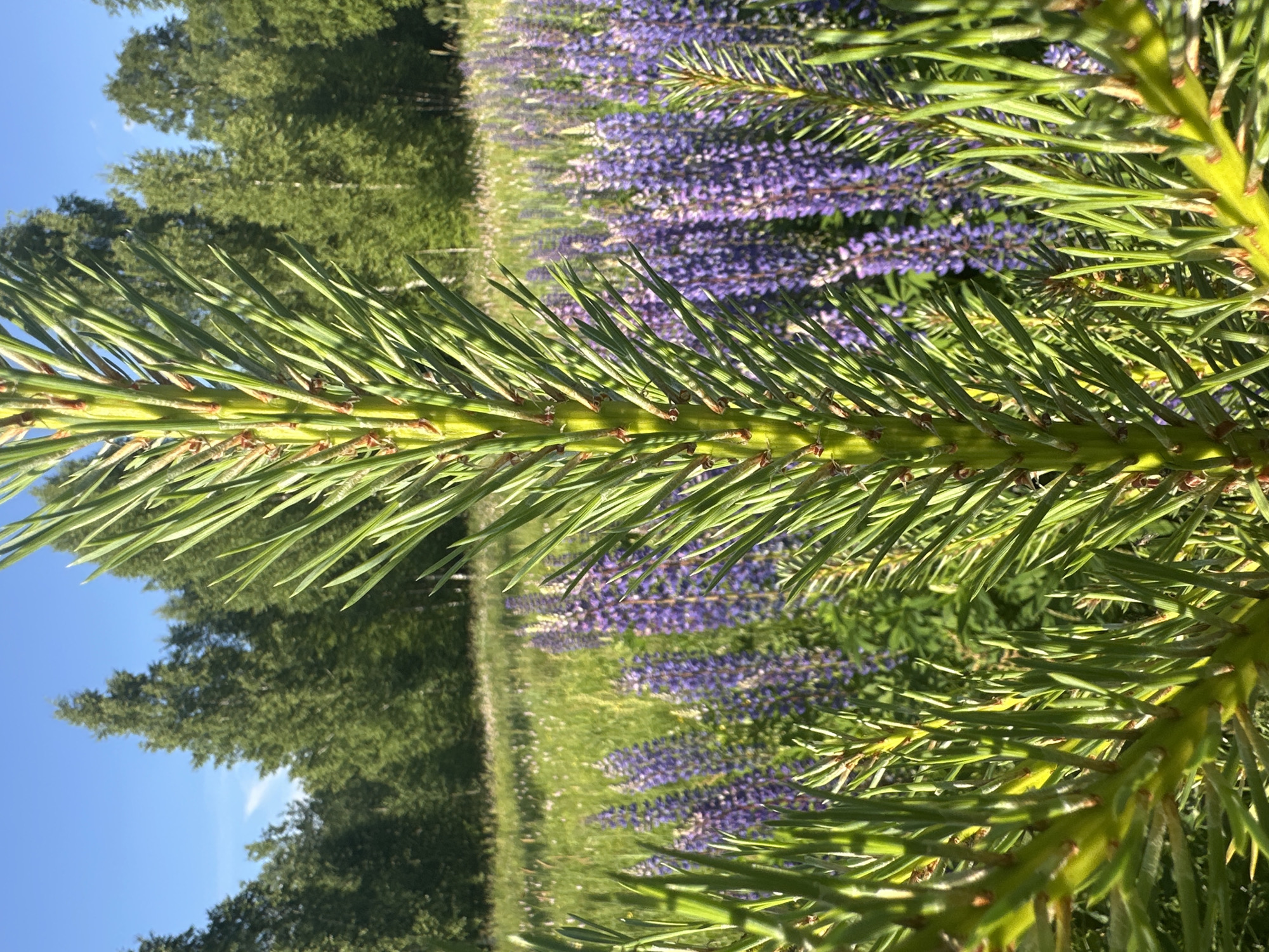 The image depicts a close-up of a young pine branch in the foreground, with its green needles prominently displayed against a backdrop of a sunlit meadow. The meadow is filled with tall purple lupine flowers and other green vegetation. In the distance, a line of green trees forms a forest edge under a clear blue sky. The scene is bathed in bright sunlight, suggesting it is daytime during warm weather. The image was captured in the city of Vladimir, Russia.
