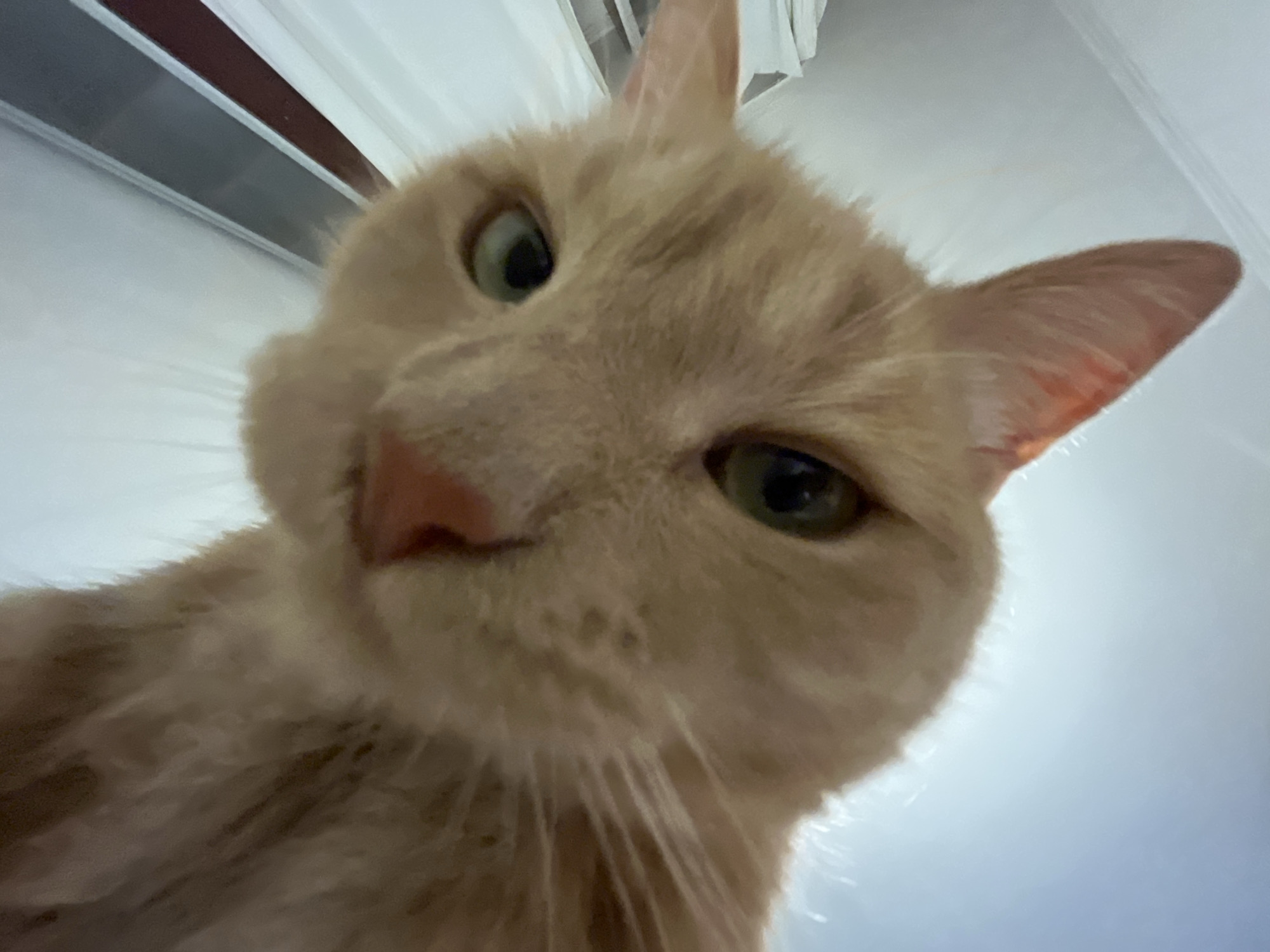 The image is a close-up, low-angle shot of an orange tabby cat's face. The cat is looking directly at the camera with its eyes open and its ears pointed upwards. The cat's fur is short and appears to be a light orange color. The background is out of focus and appears to be a light-colored wall or ceiling. There are no other subjects or objects visible in the image.