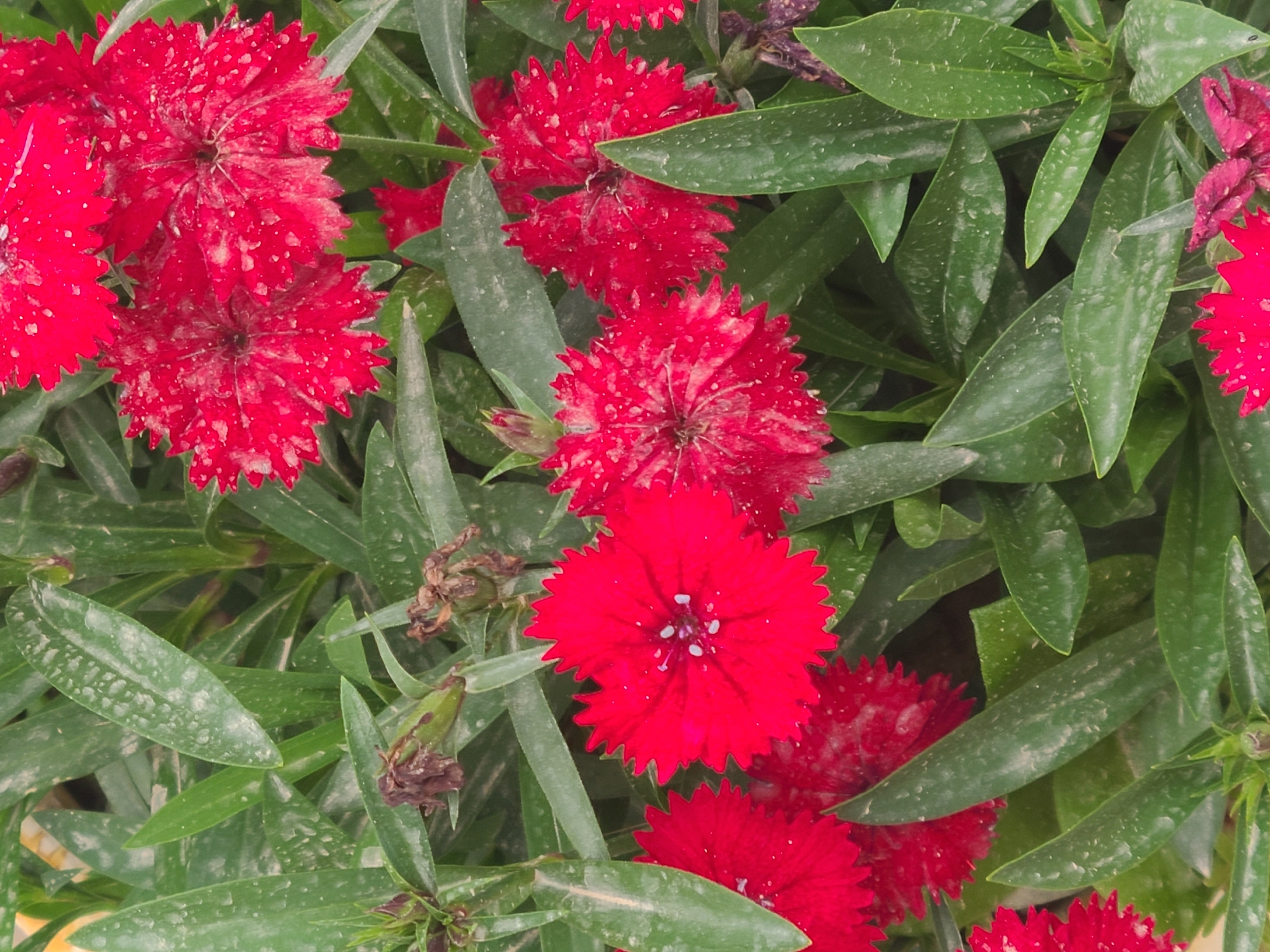 The image presents a close-up view of vibrant red dianthus flowers interspersed with slender green leaves. The flowers have a ruffled, fringed appearance along their edges, and their petals are a deep, saturated red. The leaves are lance-shaped and have a dull green color, some appearing to have a dusty coating. Some withered flower heads can be seen. The scene appears to be a garden or a potted plant arrangement. There is no specific information to relate this image to the city of Quetta City Tehsil, Pakistan.