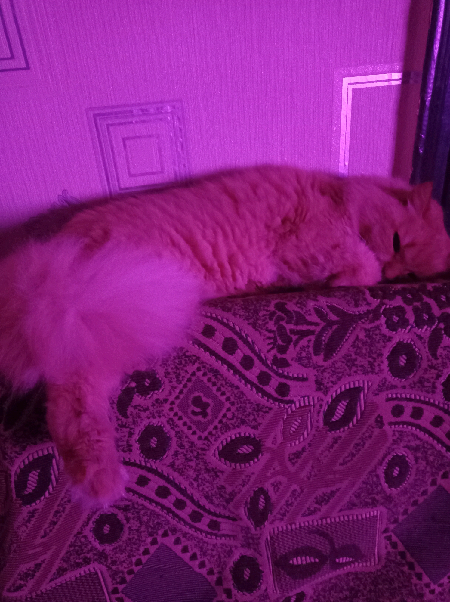 A fluffy orange cat is sleeping on a patterned couch. The cat is curled up, with its head resting on its paws. The couch has a dark purple and pink patterned fabric. The wall behind the couch is a light pink color with a textured pattern of squares. The image appears to be taken indoors.