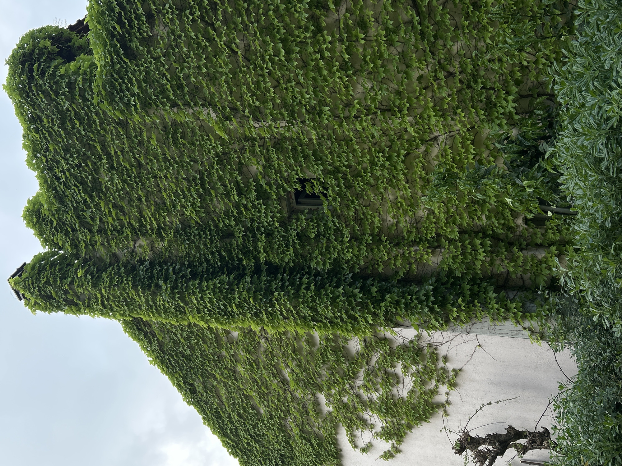 The image displays a tall building or wall extensively covered in vibrant green ivy, presented with a vertical orientation. Lush, small, serrated ivy leaves densely blanket most of the visible concrete or stucco surface, creating a textured, organic facade. A small, dark, rectangular window is discernible towards the center-left of the image, partially obscured by the intertwining ivy. Faint and indistinct text, possibly "ADRIAL," appears within or below the window frame.
On the right side of the frame, a different type of dense green foliage with smaller, lighter, and more feathery leaves grows alongside the ivy, forming a thick bush or tree. Towards the bottom right, against the light-colored wall, a gnarled, dark, bare branch or root system is visible. The sky, a light and overcast gray, is visible in the upper and lower left sections of the image. The scene is an outdoor setting, likely during the daytime under diffused light, with no human activity present. The location context provided is Budva, Montenegro.