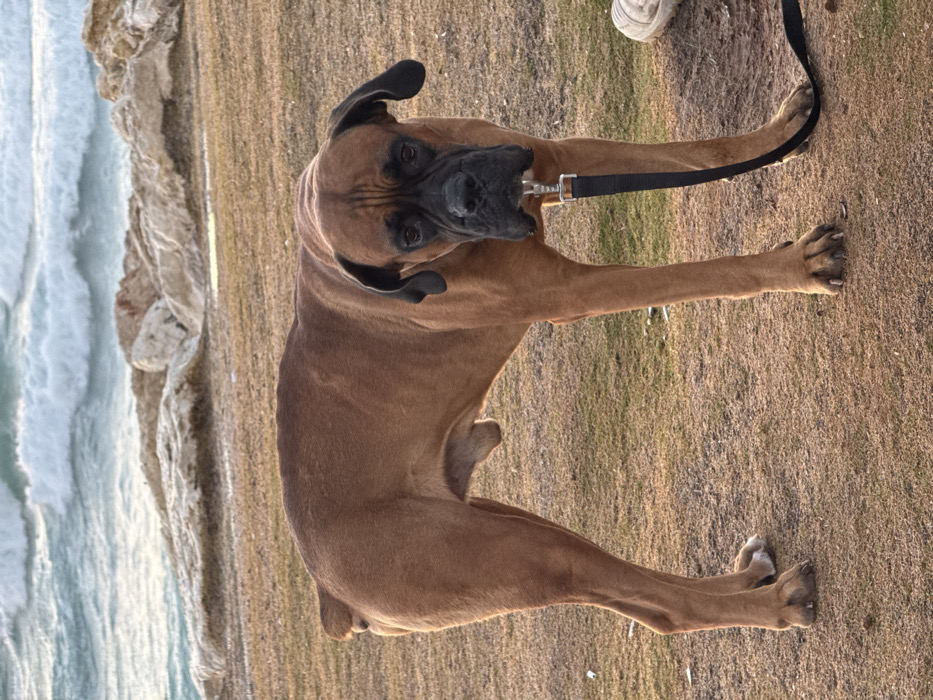 An adult male fawn Boxer dog stands foursquare on a patch of dry, sparse grass mixed with reddish-brown dirt. The dog has a short fawn-colored coat, a black muzzle, and uncropped floppy ears. Its tail is docked, and its genitalia are visible. A black fabric leash, secured by a silver metal clip, extends downwards from a collar worn by the dog. Partially visible in the bottom right corner is a cream-colored shoe, suggesting the presence of an unseen individual. In the background, white-capped waves of a light blue/turquoise sea crash against a light-colored rocky shoreline. This coastal scene is consistent with a park or promenade along the Mediterranean Sea in Tel-Aviv, Israel.