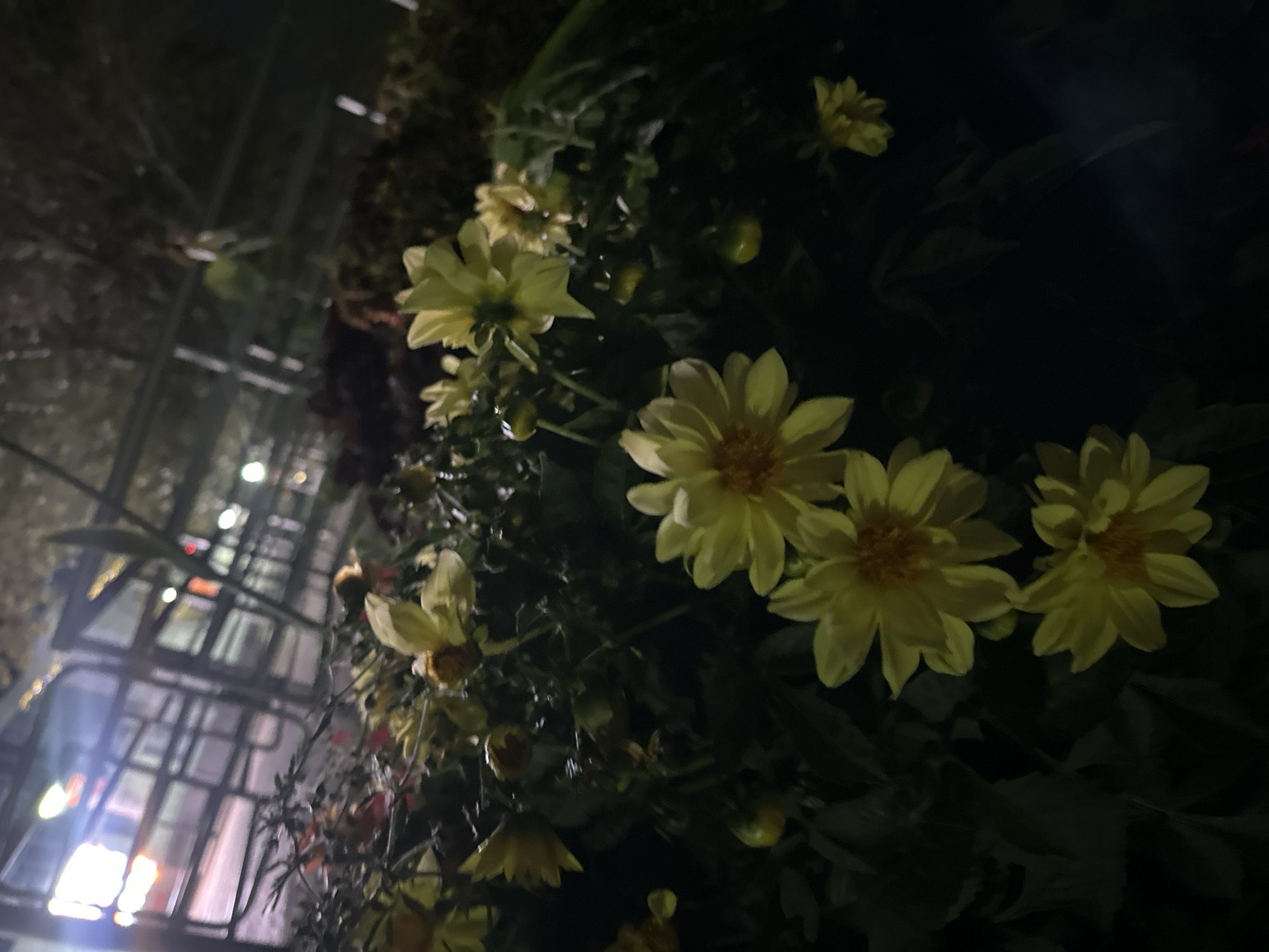 The image depicts a close-up view of several yellow dahlias at night. The flowers are in bloom, with some showing full petals and others appearing as buds. The background is dark, with blurred lights and the indistinct structure of what appears to be a fence or railing, possibly illuminated by streetlights or artificial lighting. The overall impression is of a dimly lit garden or park area. The provided information about the location in Tomsk, Russia, is not visually discernible from the image itself.