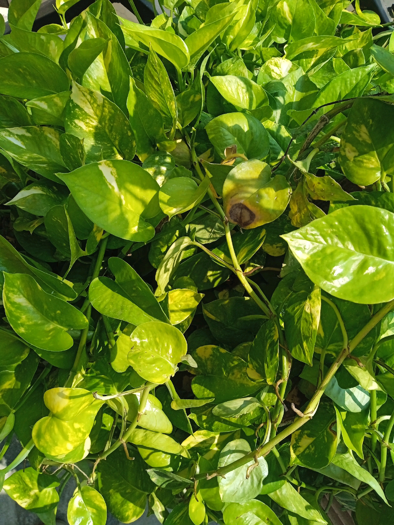 This is a close-up, top-down shot of a dense patch of Epipremnum aureum, commonly known as Pothos or Devil's Ivy, a popular houseplant. The leaves are predominantly green with patches of yellow variegation. Some leaves show signs of minor damage, including browning or yellowing, particularly one leaf towards the upper center of the frame which exhibits a distinct brown spot. The plant is growing in a pot, hinted at by a dark, shadowy area in the upper left corner and a textured, grey surface at the bottom edge, which could be the rim of the pot or a surrounding surface like concrete. The lighting suggests natural sunlight, casting shadows and highlighting the glossy surfaces of the leaves. The image does not contain any people, animals, or specific city landmarks, therefore it's impossible to determine its location in Nalagarh, India based on visual evidence alone.