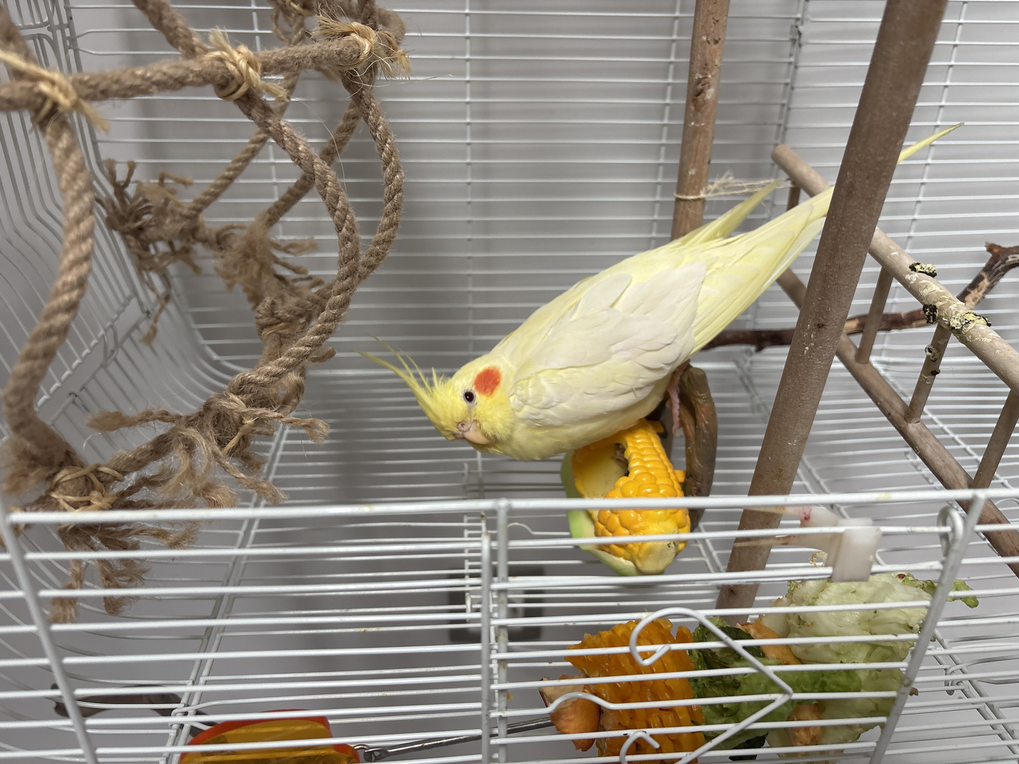 A yellow and white cockatiel with red cheek patches is perched on a corn cob inside a white wire birdcage. The cage contains several wooden perches, a rope toy, and a skewer with pieces of corn, carrots, and lettuce. The background is a white wall. There is no indication of the location being Krasnoyarsk, Russia.