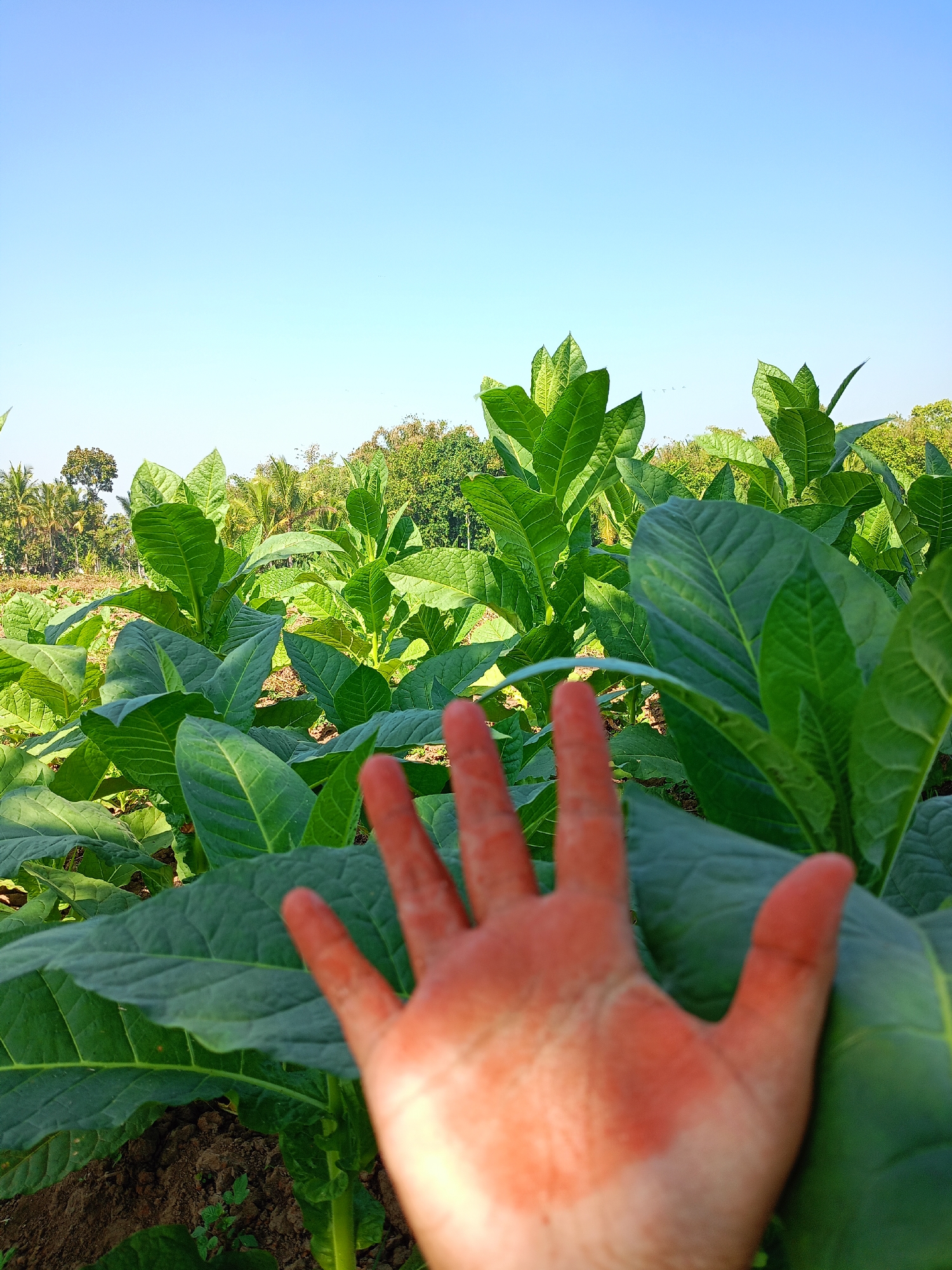 The image depicts a close-up of a hand, which appears to have some reddish staining on the palm and fingers, held up in front of a field of lush green tobacco plants. The tobacco plants are tall and have large, broad leaves. In the background, there are trees and a clear blue sky. The scene is set in the city of Jelbuk, Indonesia. The lighting suggests it is daytime, possibly late morning or early afternoon, given the bright sky and shadows. The focus is on the texture and color of the tobacco leaves and the hand.