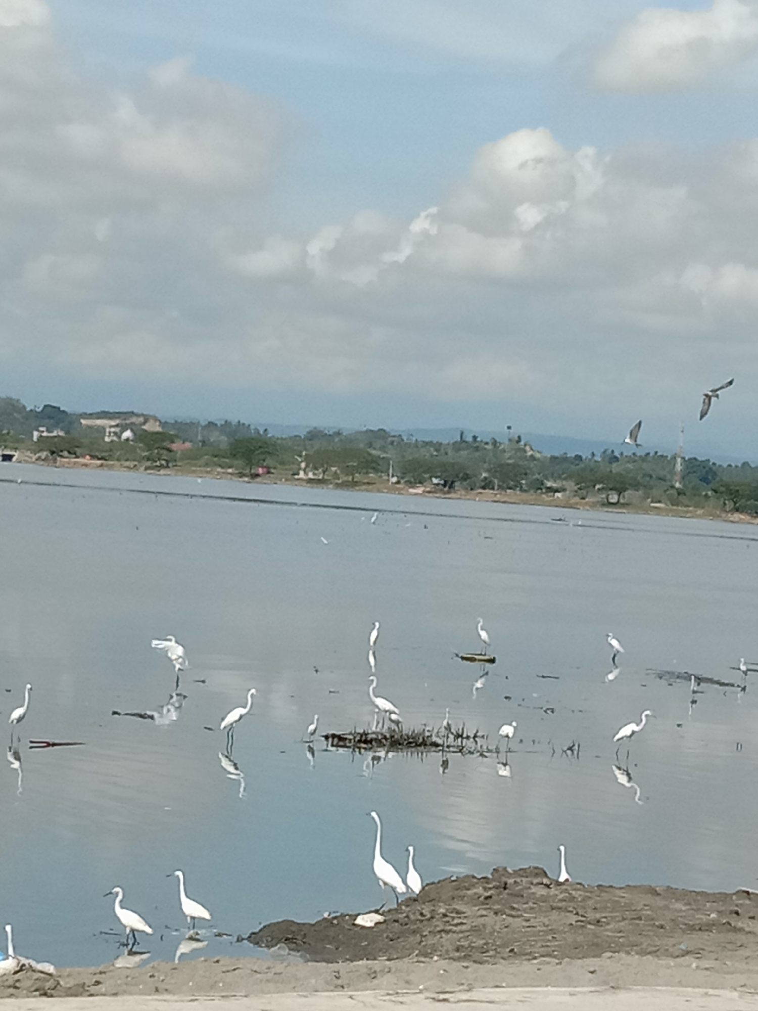 The image shows a wetland area in Lhokseumawe, Indonesia. A large body of water occupies the foreground, with numerous white birds, likely egrets, wading in the shallow water or standing on small patches of land. Some birds are also seen flying in the background.
In the background, a shoreline is visible with trees and some buildings, possibly a residential area or small structures. The sky is partially cloudy.
The overall environment is a natural wetland area within or near an urban setting.