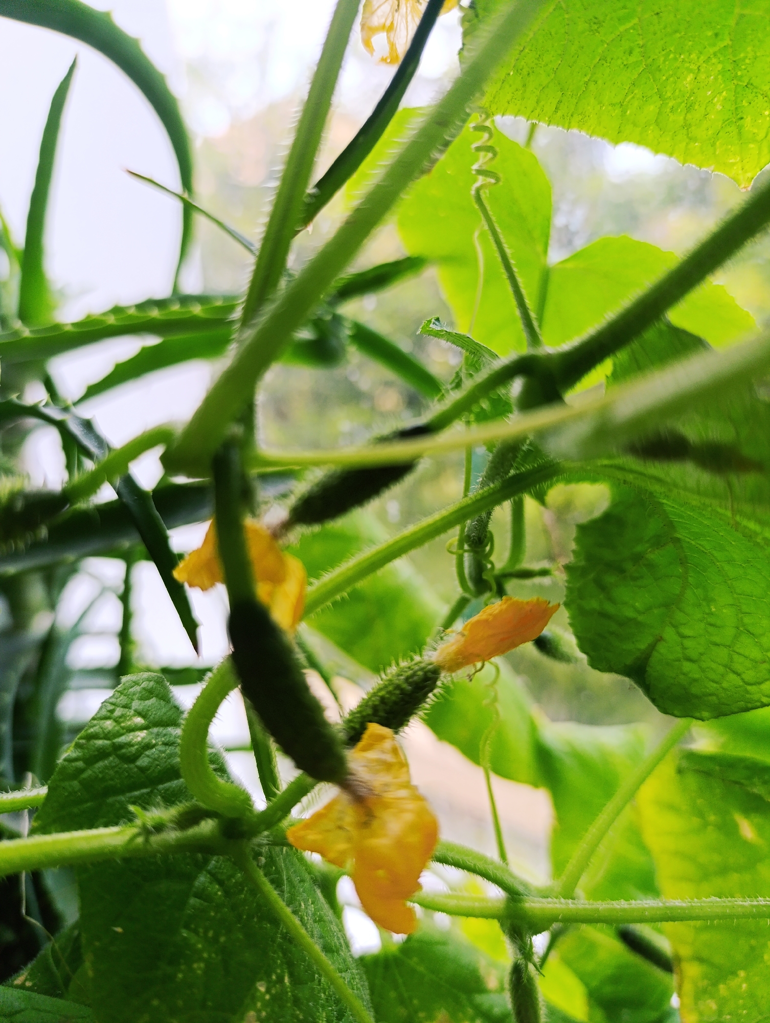 The image shows a close-up of a cucumber plant. The plant has green leaves, stems, yellow flowers, and small, green cucumbers. The plant is growing in a pot near a window. There is a small aloe vera plant next to it. The image is taken from a low angle. The location is unknown.