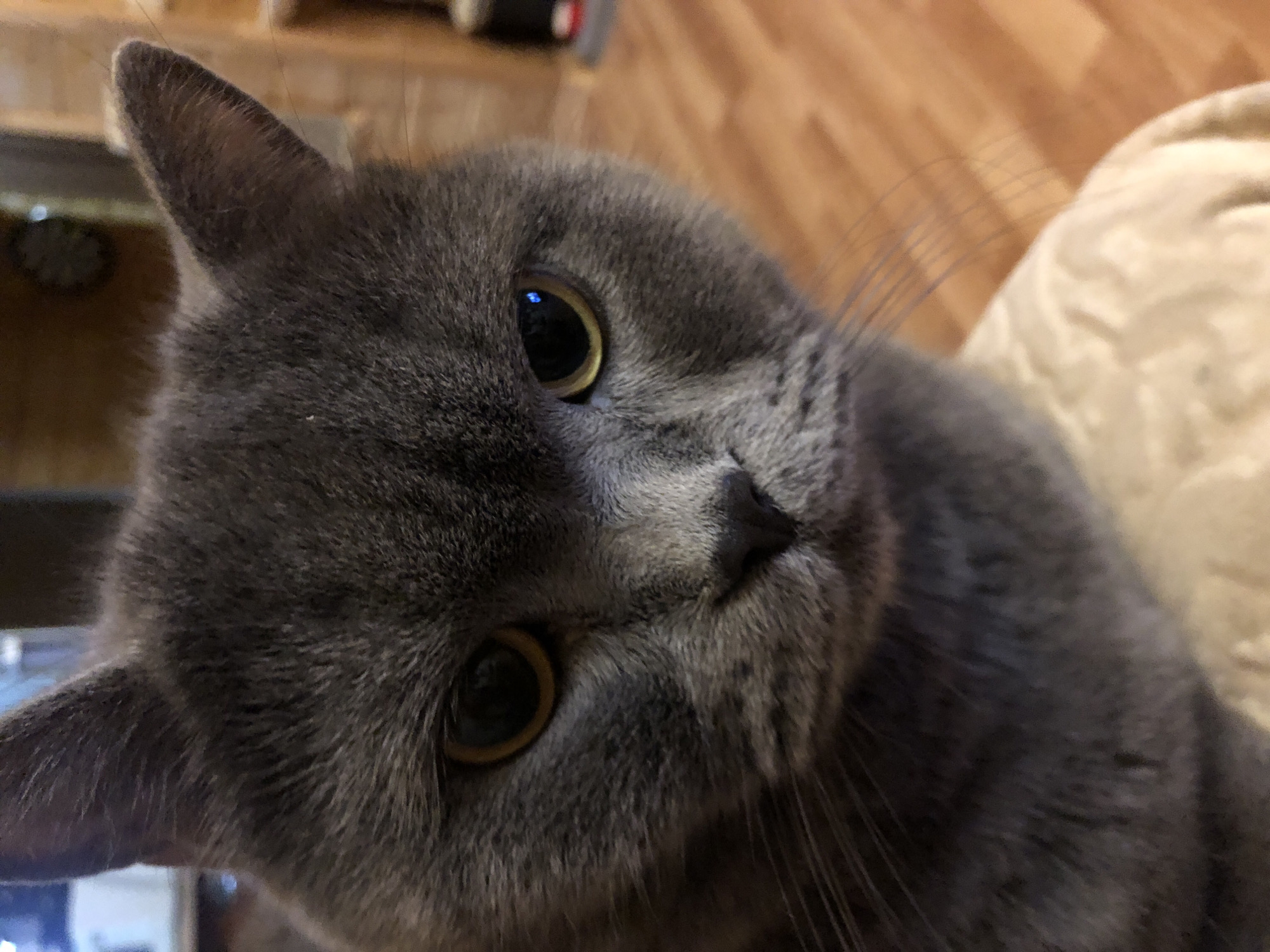 A close-up, eye-level shot captures the face of a grey British Shorthair cat, looking directly at the camera. The cat's fur is short and dense, with a slightly lighter hue around its muzzle. Its eyes are large and round, with yellow irises and dark pupils. The left eye has a slight glare. Its ears are small and rounded, positioned on top of its head. The cat is resting on a textured, light-colored surface, possibly a cushion or blanket, which takes up the lower portion of the frame. The background is softly blurred, showing hints of wooden flooring and what appears to be a shelf or furniture with items on it, suggesting an indoor setting. The lighting is dim, creating subtle shadows on the cat's face. The overall impression is one of a calm and curious pet in a domestic environment. The location is within the city of Moskovsky Veteran SNT, Russia.