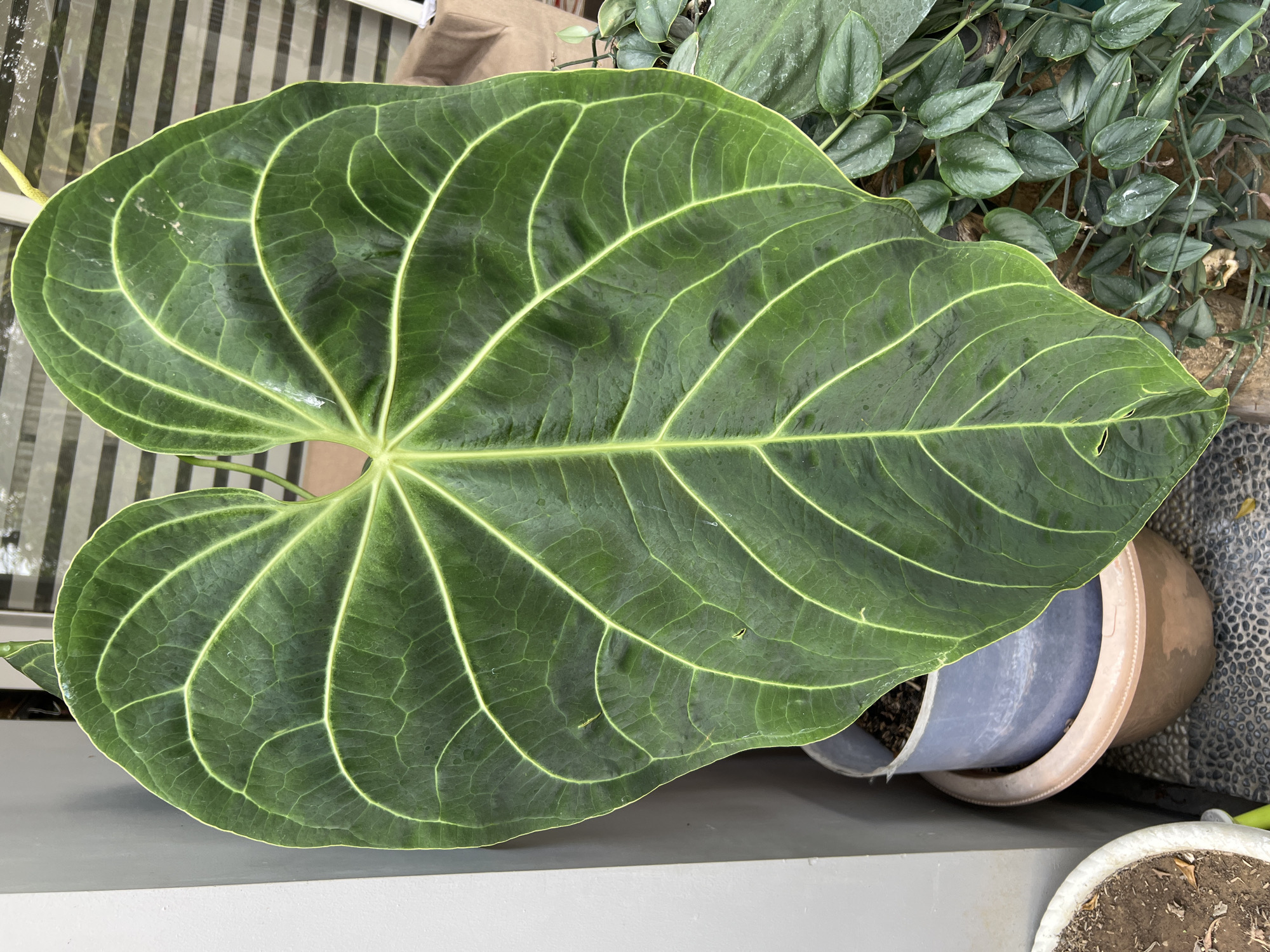 A large, dark green Anthurium leaf with prominent, pale green veins dominates the frame. The leaf is heart-shaped and has a textured surface. It is positioned in front of a grey wall and a white potted plant. Behind the leaf, a blurry background shows blinds and some brown packaging. The leaf is likely in a garden or outdoor area, possibly a balcony or patio, given the presence of plants and pots. The setting appears to be Ngaglik, Indonesia, with the typical humid, tropical climate suggested by the lush foliage. There are no people or animals present in the image. The lighting is natural and appears to be from an overcast or shaded source. The focus is sharp on the leaf, with the background softly blurred.