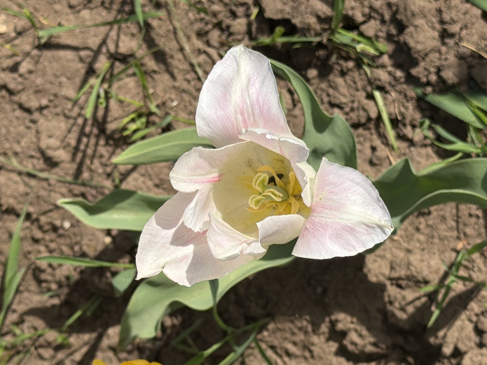 A close-up, high-angle shot shows a single white and pale pink tulip in bloom. The petals are partially open, revealing the yellow and green interior structures of the flower. The tulip is surrounded by green leaves and is set against a background of brown soil with scattered green grass. The lighting suggests a sunny day, casting shadows around the base of the flower and on the surrounding ground. There is no indication that this image was taken in Plamya, Russia.