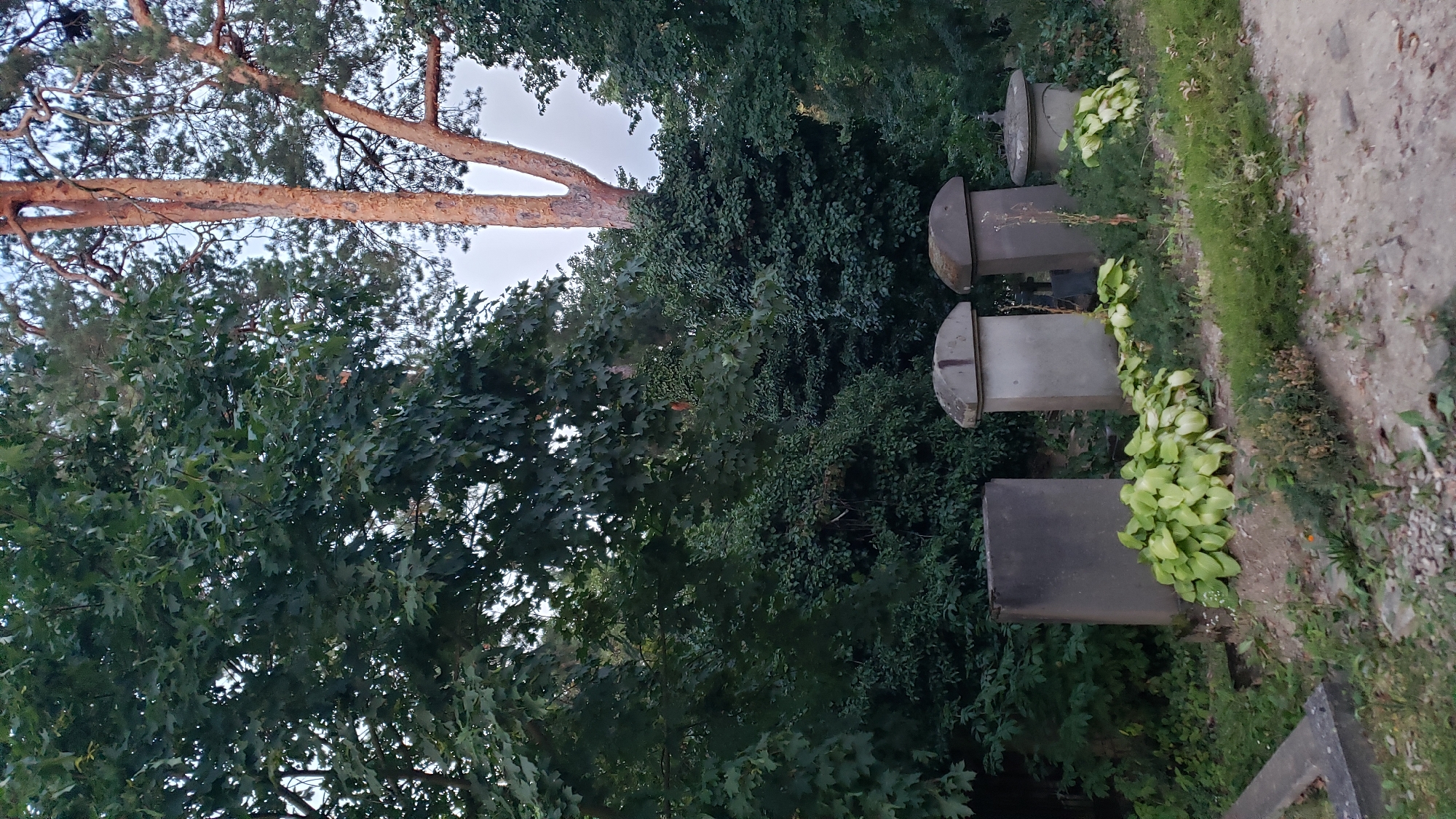 The image depicts a graveyard in Prešov, Slovakia. In the foreground, there are several gravestones and mausoleums surrounded by lush greenery. Two large, rectangular grey tombstones stand prominently, with a smaller, rounder mausoleum to their right. In front of these structures, clusters of bright green hosta plants are growing. The ground is covered with a mixture of dirt, gravel, and low-lying vegetation. Behind the gravestones, dense trees and foliage create a natural backdrop. A tall, slender pine tree with orange-tinted bark is visible in the upper right portion of the frame, its branches extending towards the sky. The overall impression is one of a serene, albeit somewhat overgrown, cemetery.