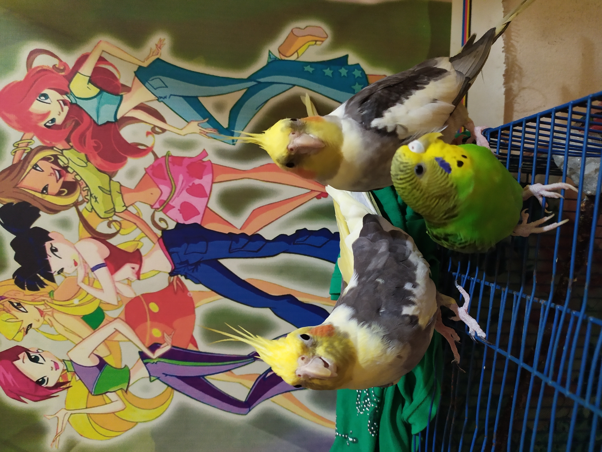 Three pet birds, two cockatiels and one budgerigar, are perched on a blue wire cage in front of a colorful cartoon backdrop. The cockatiels are predominantly gray and white with yellow crests and orange cheeks. The budgerigar is green and yellow. The cartoon backdrop features several stylized female characters with vibrant hair and clothing. The image is set indoors, on a flat surface, but no specific location in Bilajari, Azerbaijan can be identified from the visual information provided.