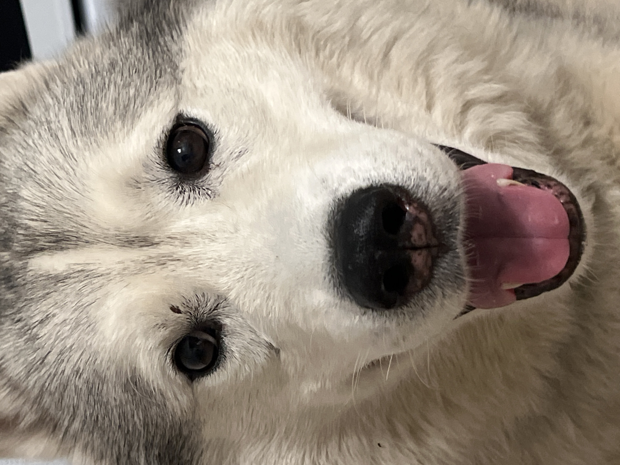 A close-up, partially rotated image depicts a Siberian Husky. The dog has a gray and white coat, brown eyes, and a black nose. Its mouth is open, revealing a pink tongue. The background is indistinct. The image does not depict Kazan, Russia.