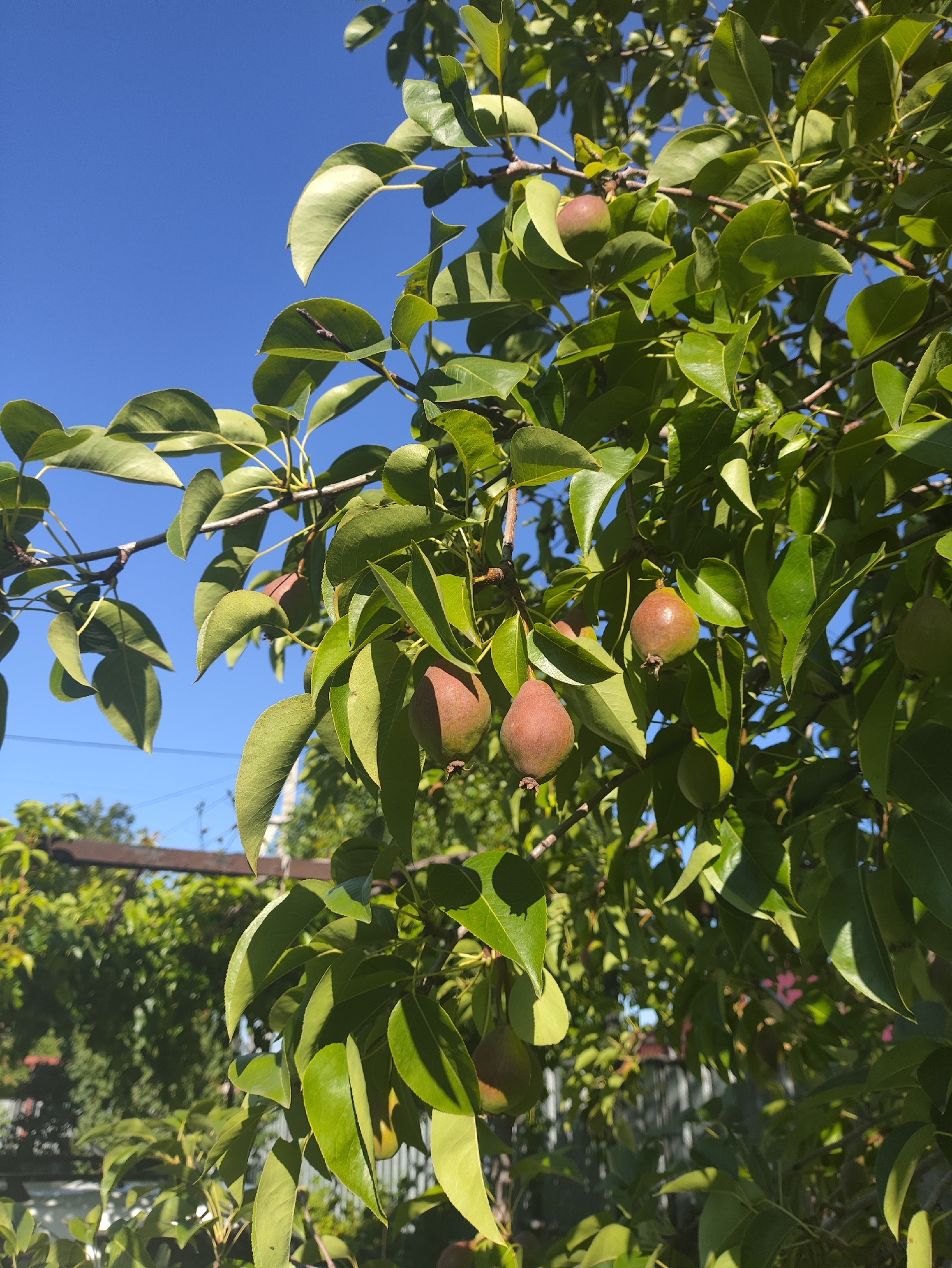 A close-up shot features a pear tree with several small, green and reddish-brown pears hanging from its branches against a clear blue sky. The pears are a mixture of green and blush tones, indicating they are in the early stages of ripening. Lush green leaves surround the fruit, some catching the sunlight and appearing brighter than others. In the background, a blurred garden scene is visible, with hints of a fence and other greenery, suggesting an outdoor, residential setting. The image captures a natural, sunlit moment, highlighting the burgeoning fruit on the tree. The location is specified as Aktobe, Kazakhstan.