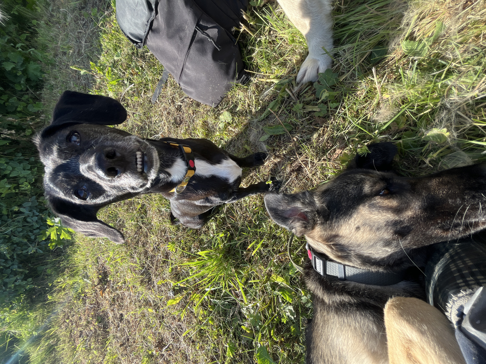 This is a photograph taken outdoors on a sunny day. The scene features two dogs lying on a grassy area. One dog is black and white, wearing a yellow and red collar, and is looking up at the camera with a wide grin. The other dog, primarily black and tan, is lying down with its head resting on the ground, facing away from the camera, with a collar that has a digital display. A black backpack is visible in the background, along with the legs of what appears to be a third person or dog, possibly a light-colored dog, in the upper right corner. The grass is dry and somewhat sparse in places, with some lighter fluffy debris scattered around. The image appears to be taken from a low angle. The lighting suggests it is daytime, possibly late morning or early afternoon given the strong shadows. The setting suggests a casual outdoor activity like a walk or rest in a park or natural area. No visible text is present in the image.