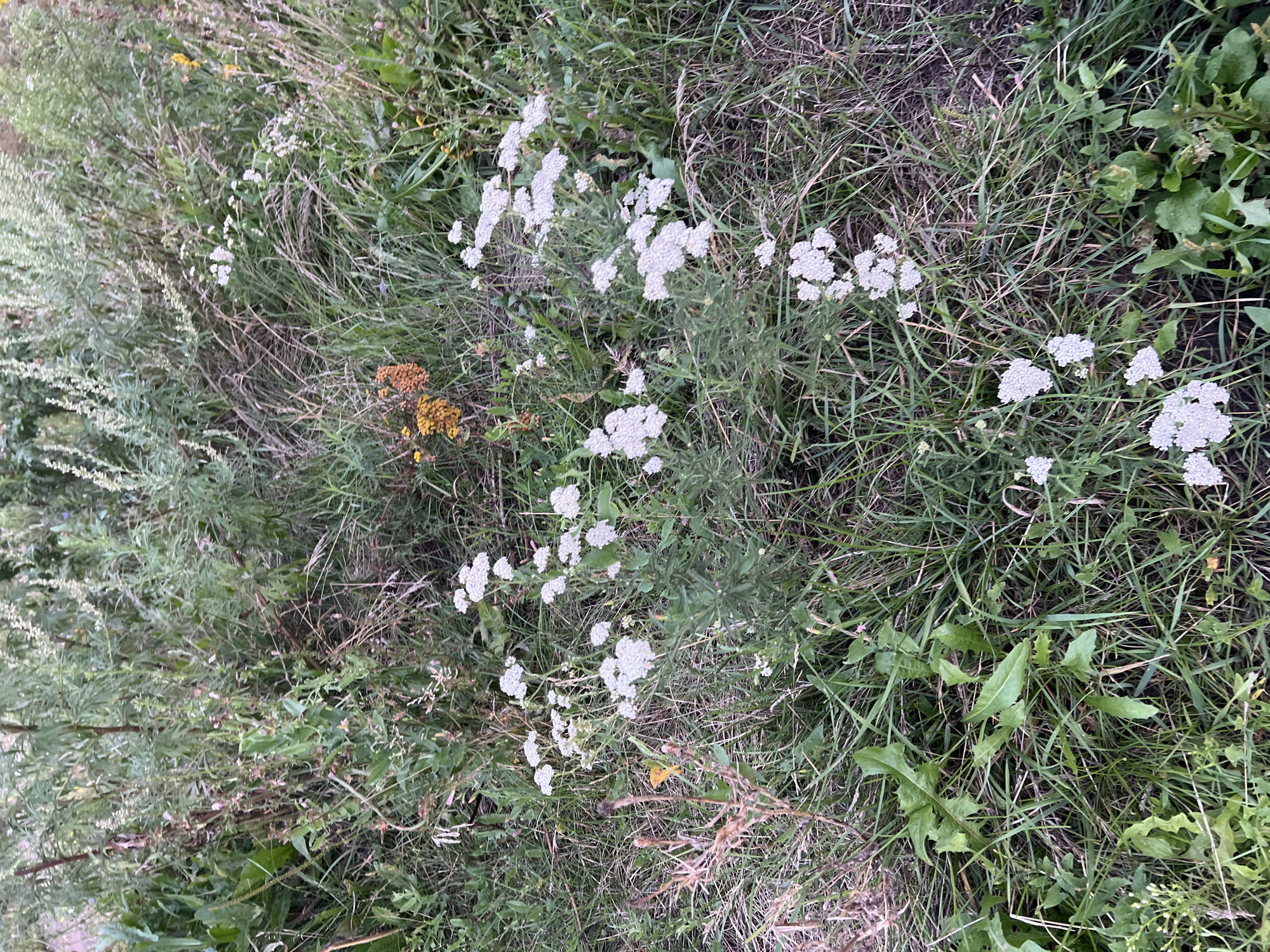 The image depicts a patch of dense, overgrown vegetation with various plants and flowers. In the center of the frame, there are clusters of small white flowers, possibly yarrow, with feathery green leaves. Scattered among these are some dried, brown stalks and other green foliage. To the left and in the background, there are taller, wispy plants with a muted green and greyish hue, possibly some type of sagebrush or Artemisia. A few small yellow and orange flowers are visible further back and to the left. The ground is covered in a mix of green grass and dry, straw-like debris. The scene appears to be an uncultivated area, likely a meadow, field, or edge of a natural space within a city. Given the prompt, this scene could be located in a park, undeveloped land, or a less manicured area within the city of Ulyanovsk, Russia, during the late summer or early autumn. There are no people or animals visible in the image.