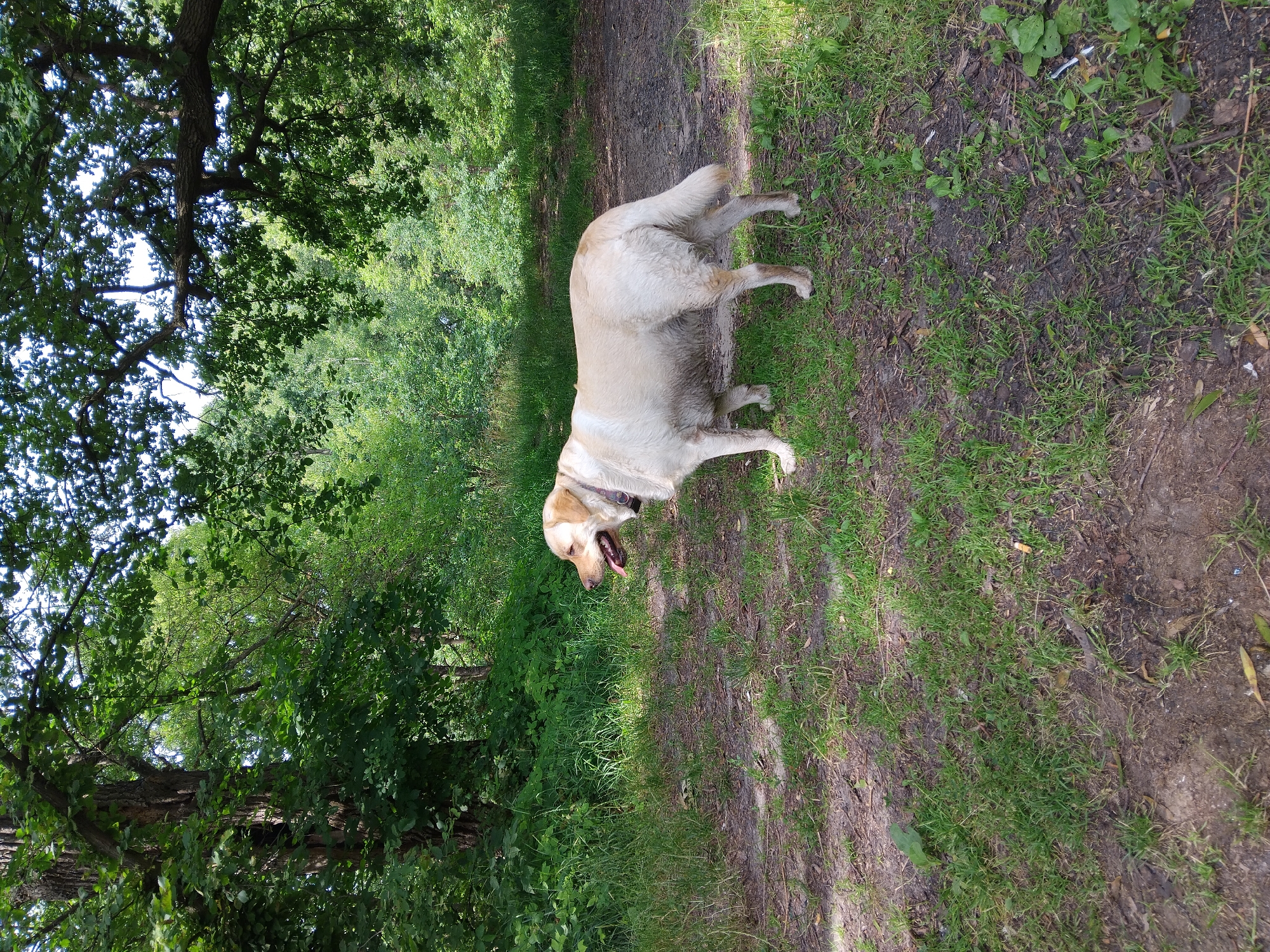 The image depicts a light-colored Labrador Retriever standing on a dirt path in a wooded area. The dog is facing to the left, with its tongue out. It appears to be a warm day, as indicated by the dog's panting. The surroundings are lush and green, with trees and foliage forming a dense canopy overhead. The path is covered in dirt and fallen leaves, suggesting a natural, unmanicured environment. There are no people visible in the image. The overall scene conveys a sense of a peaceful outdoor excursion, likely in a park or forest.