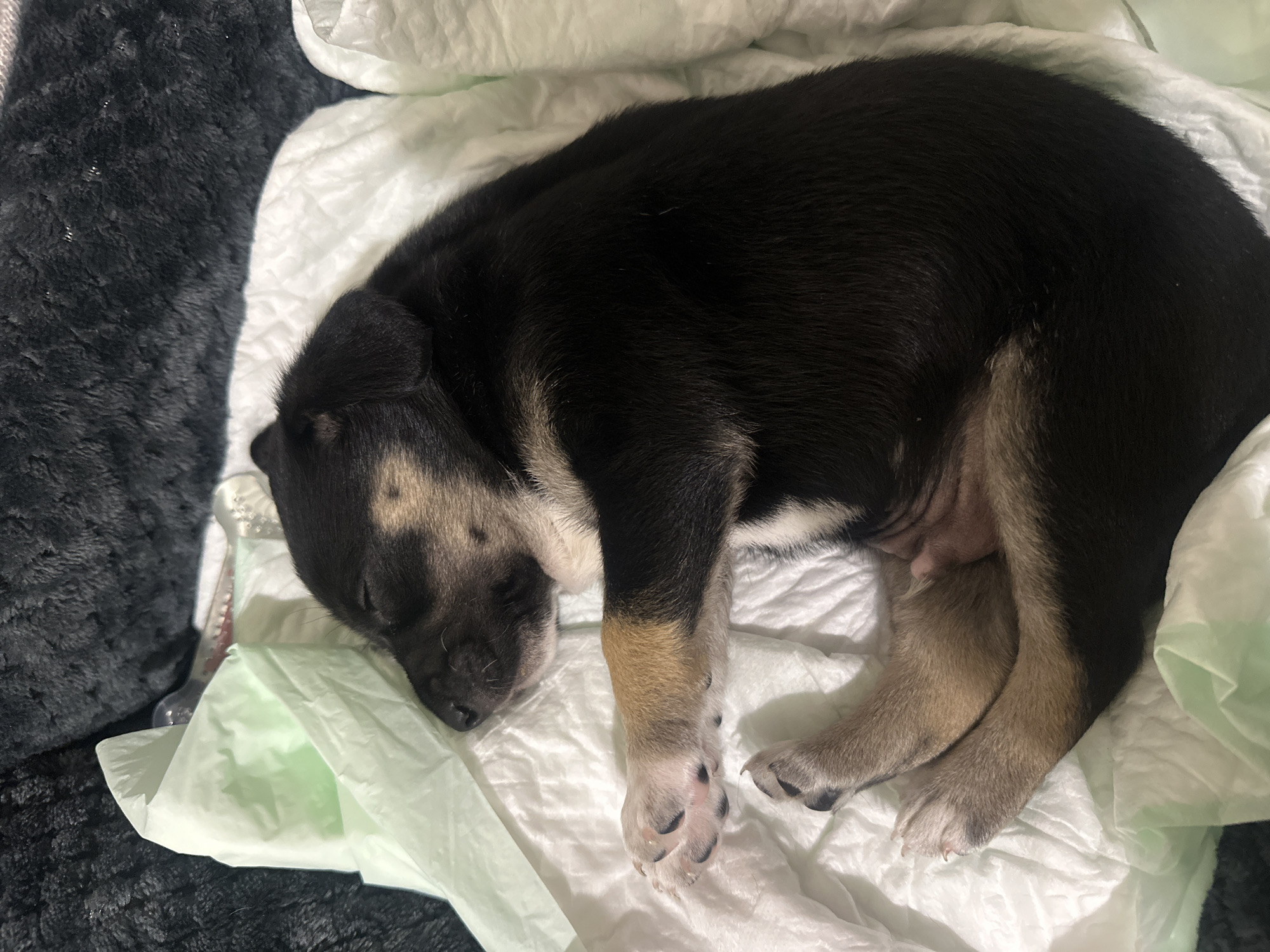 A close-up, overhead shot shows a young puppy sleeping on a white absorbent pad, which is placed on a soft, dark grey, textured surface. The puppy is curled on its side, with its head resting on the pad. It has black fur with tan markings on its face, chest, and legs. Its paws are visible, with dark nails. The lighting is natural and soft, creating a peaceful atmosphere. The image is sharp and detailed, capturing the texture of the puppy's fur and the padding. There is no indication of a specific location in Detelina, Bulgaria.