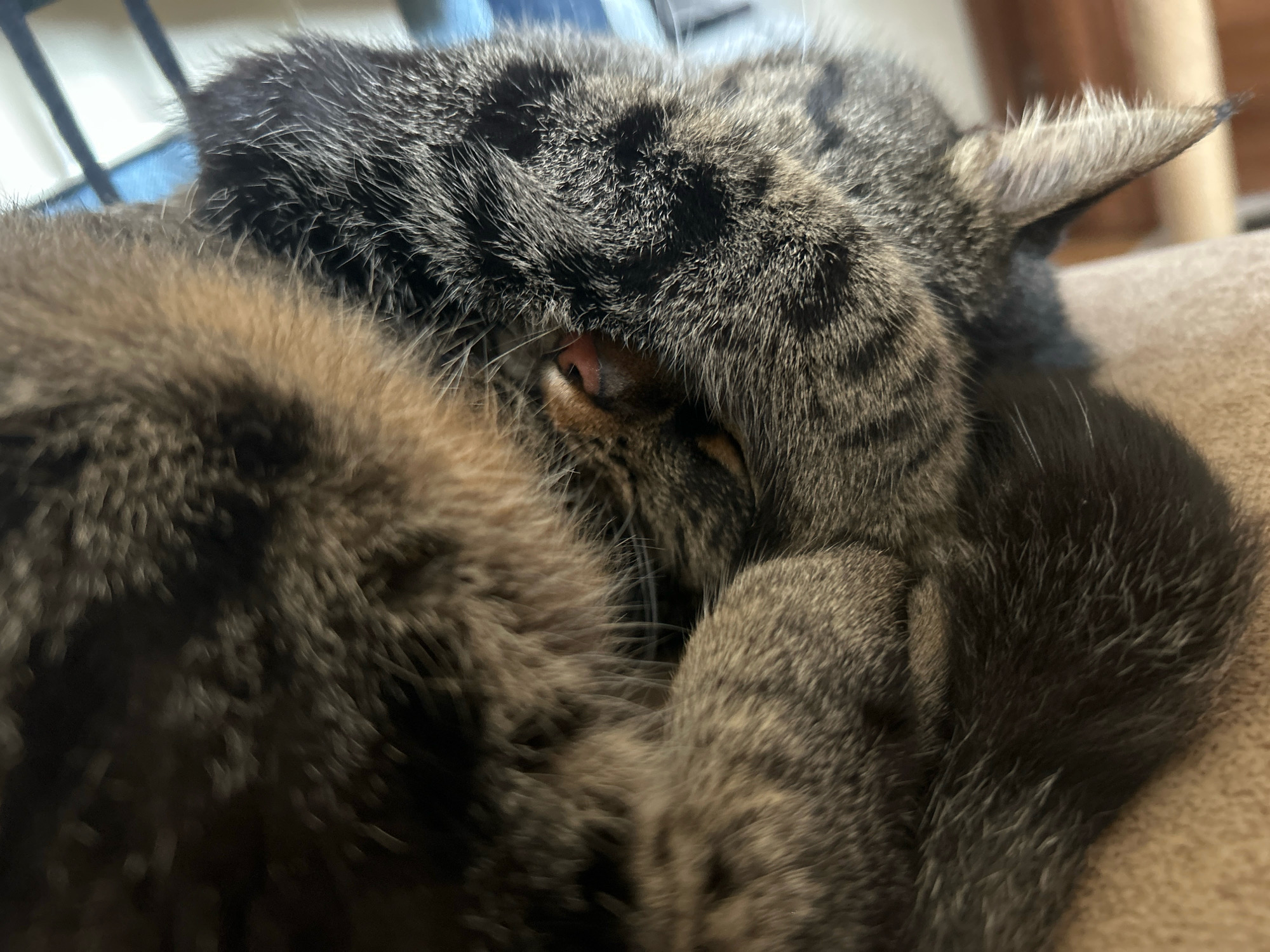 A close-up, low-angle shot shows a tabby cat curled up and sleeping on a light brown sofa. The cat's fur is a mixture of gray, black, and tan stripes. The cat's face is partially obscured by its paws, but its pink nose and closed eyes are visible. The background is blurred, but appears to be an indoor setting with furniture. The image was taken in Khyrdalan, Azerbaijan.