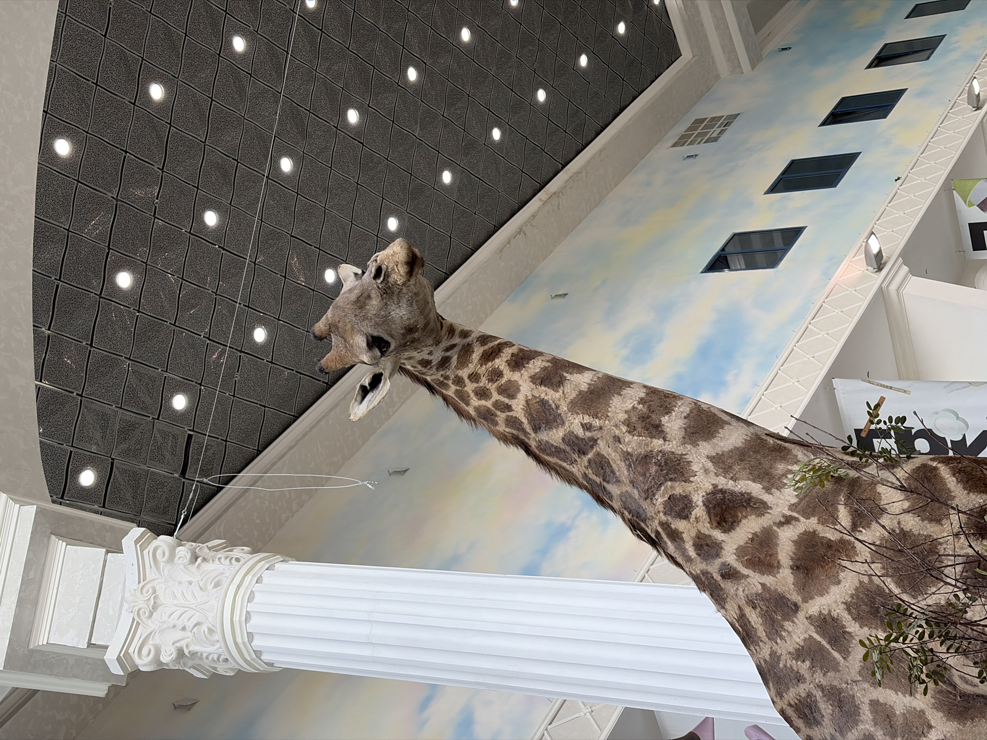 The image shows a taxidermied giraffe head and neck in the Yeltsin Center in Yekaterinburg, Russia. The giraffe is positioned in front of a white column with intricate carvings on its capital. Behind the giraffe, the ceiling is divided into two sections: one is a dark gray grid with embedded lights, and the other is painted with a blue sky and clouds, featuring windows that mimic a building facade. The giraffe's mouth is open. Some branches and leaves obscure part of its neck.