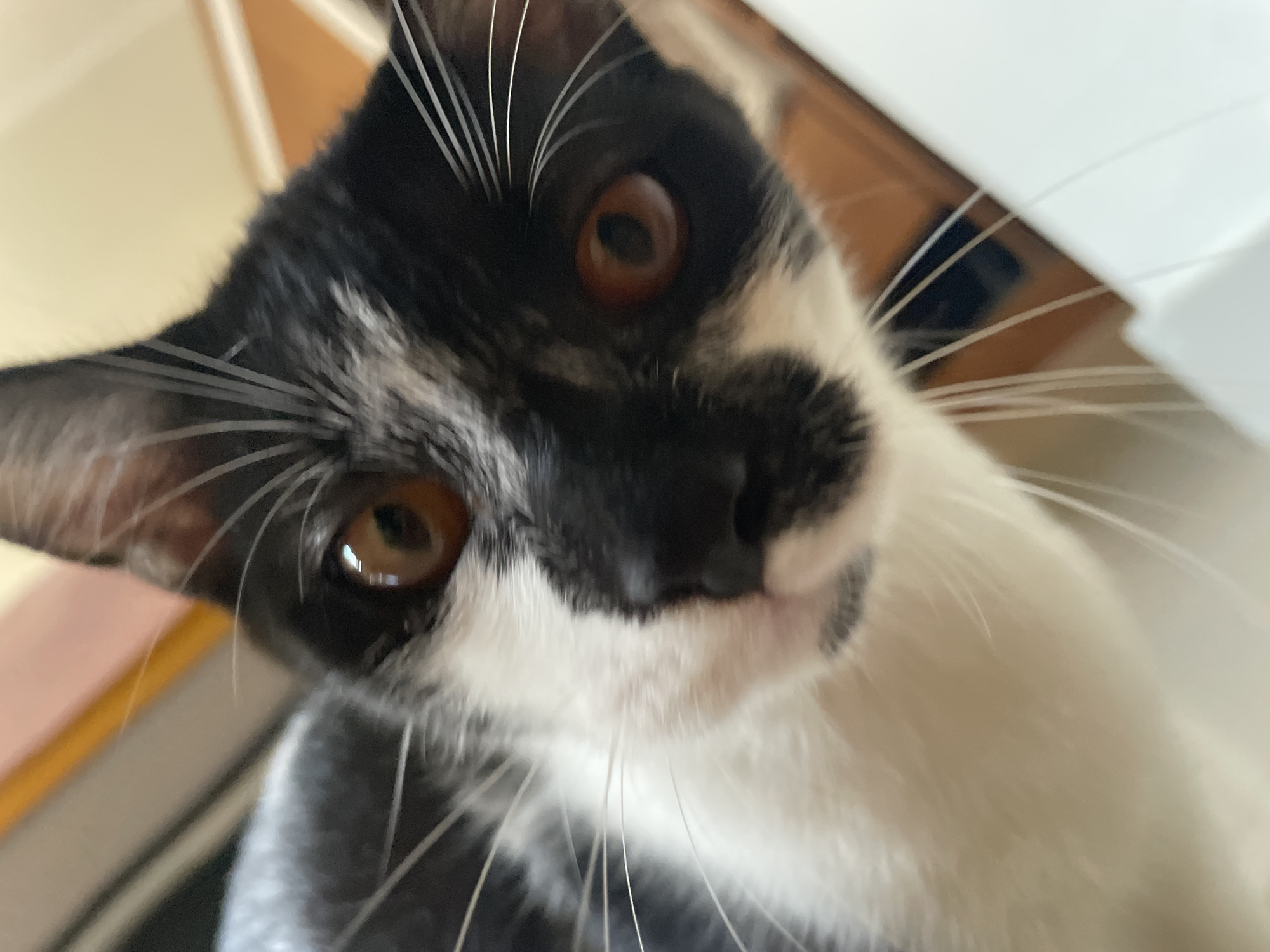 A close-up, low-angle, eye-level, indoor shot shows the face of a black and white cat. The cat's eyes are a warm amber color, and its whiskers are prominent. The cat's fur is a mix of black and white, with black markings around its eyes and nose. The background is blurred and appears to be an indoor setting, possibly a home, with warm-toned wooden surfaces and a white object in the foreground. The image was captured in Denpasar, Indonesia.