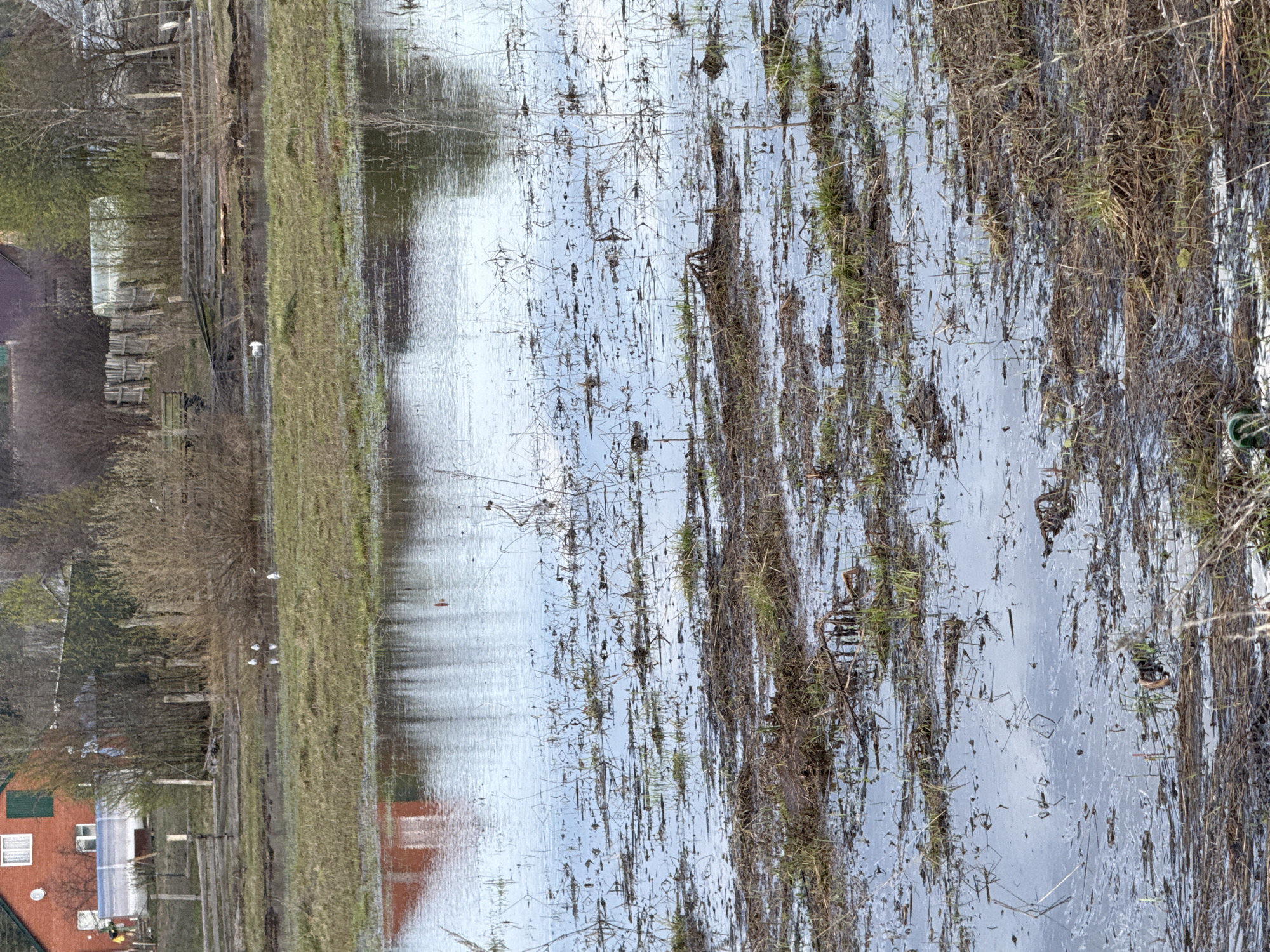 This landscape image depicts a rural scene dominated by an expansive flooded field or low-lying area, likely in early spring or late autumn. The foreground and middle ground are covered by a wide stretch of water, which reflects the light, overcast sky, appearing in shades of light blue and grey. Numerous clumps of dried, brown grass and reeds, along with some patches of greener vegetation, protrude from the water's surface.
To the left, a distinct grassy bank separates the flooded area from higher ground. Several white birds, resembling geese or swans, are visible standing on this green bank. Further to the right in the water, a single darker, duck-like bird is swimming.
Beyond the grassy bank, a dense line of bare-branched trees stretches across the mid-left of the frame, indicating the season. Through and behind these trees, various rural structures are visible. In the bottom-left corner, part of a red-bricked house with a dark green roof and white-framed windows can be seen. Another structure with a white, possibly translucent, roof (resembling a greenhouse or shed) is also present further back. Scattered wooden fences and posts are interspersed among the vegetation and buildings.
The lighting suggests an overcast day, with diffuse light and no strong shadows. The overall scene conveys a calm, natural environment, characterized by the seasonal flooding common in such rural areas as Шолья, Russia. There is no visible text in the image.